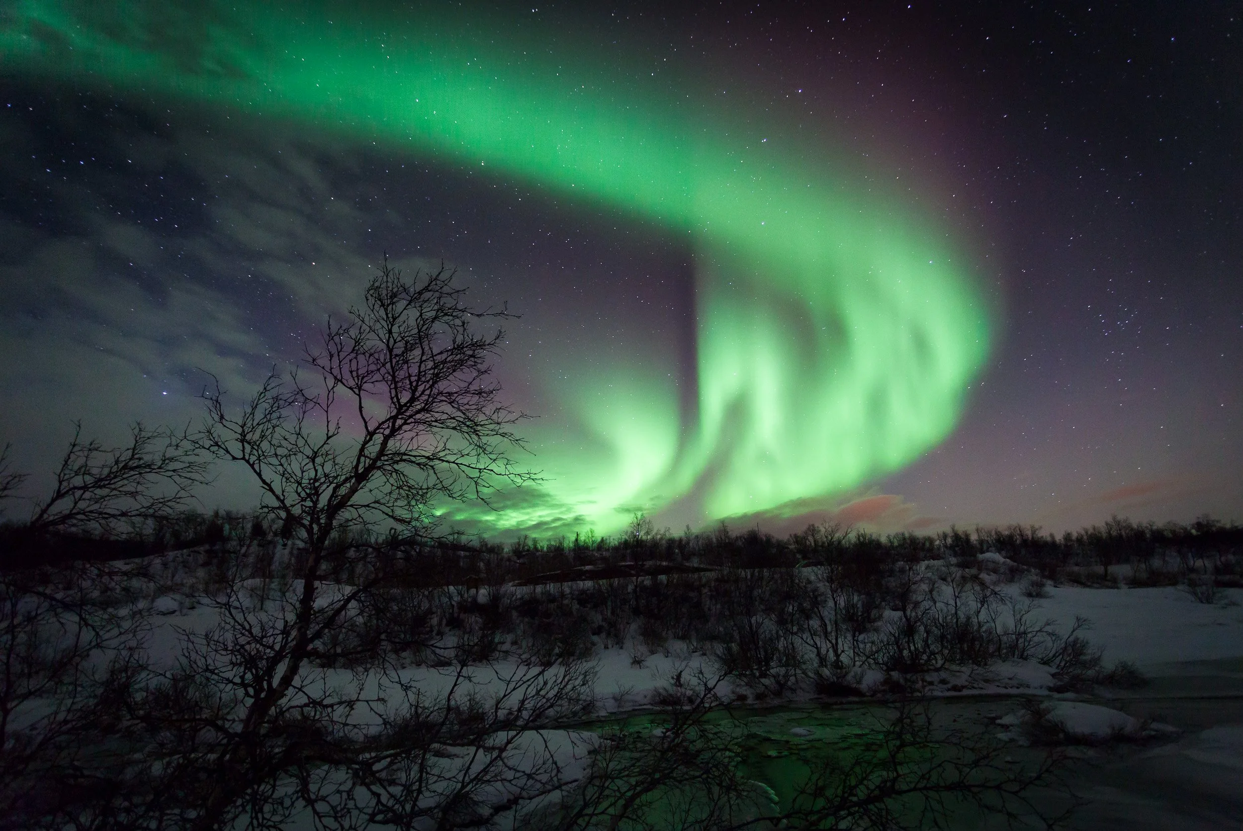 Spiralling northern lights wrap themselves around a lone birch tree on Ringvassøya outside Tromsø, a dramatic aurora borealis display in the heart of Arctic Norway.