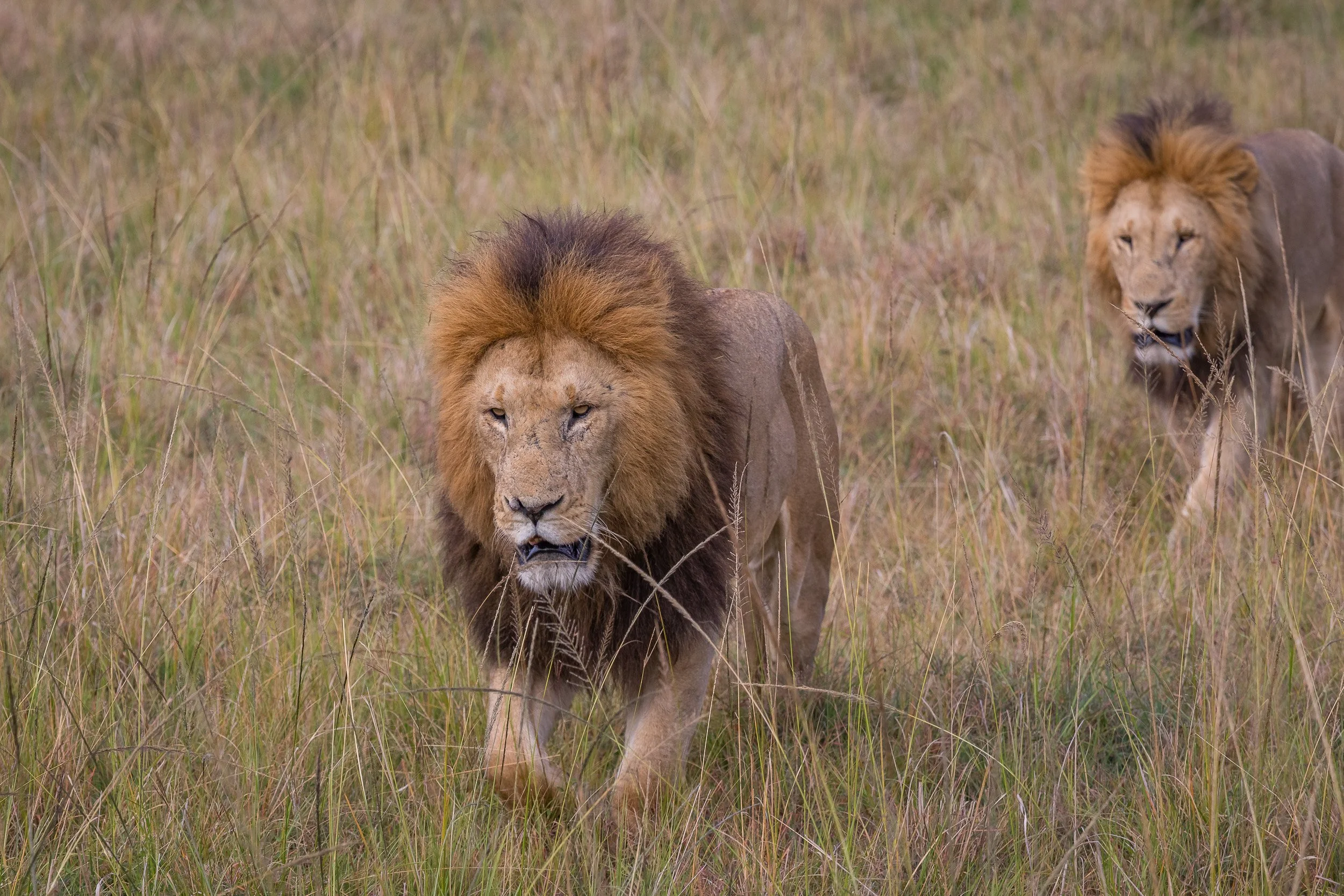 Lions in Maasai Mara National Reserve, Kenya.