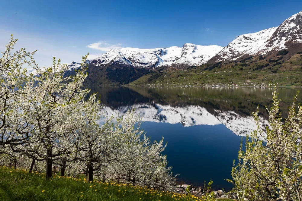 Hardanger Between Blossom and Ice
