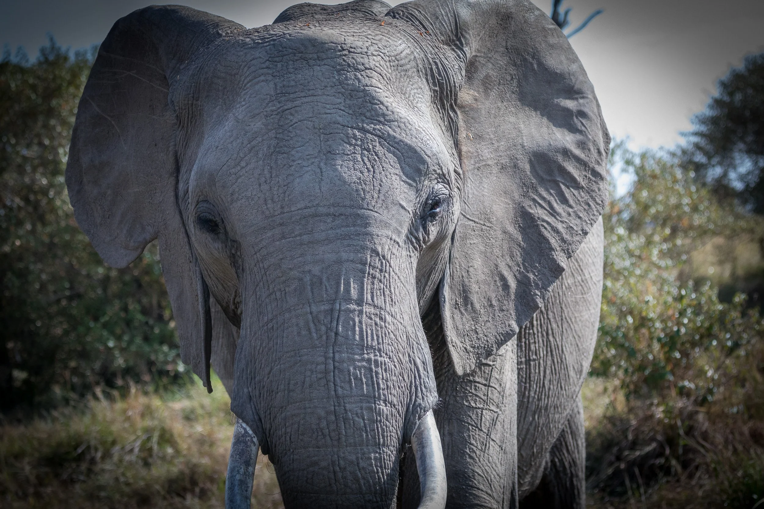 Elephant in Maasai Mara National Reserve, Kenya – large silhouette walking through backlit dust in warm evening light.