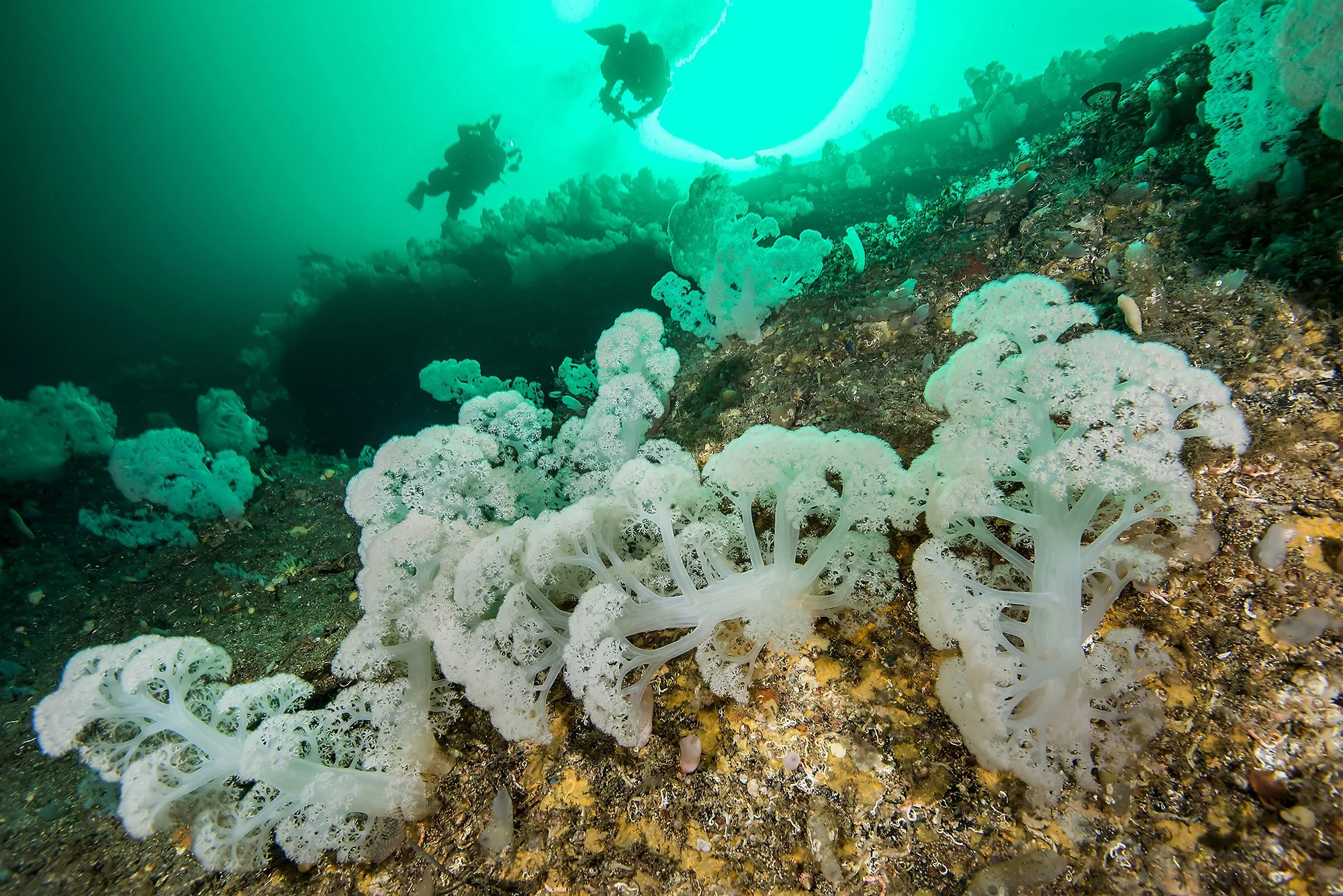 White cauliflower coral growing on a steep underwater slope outside Husevåg on Husevågøy.