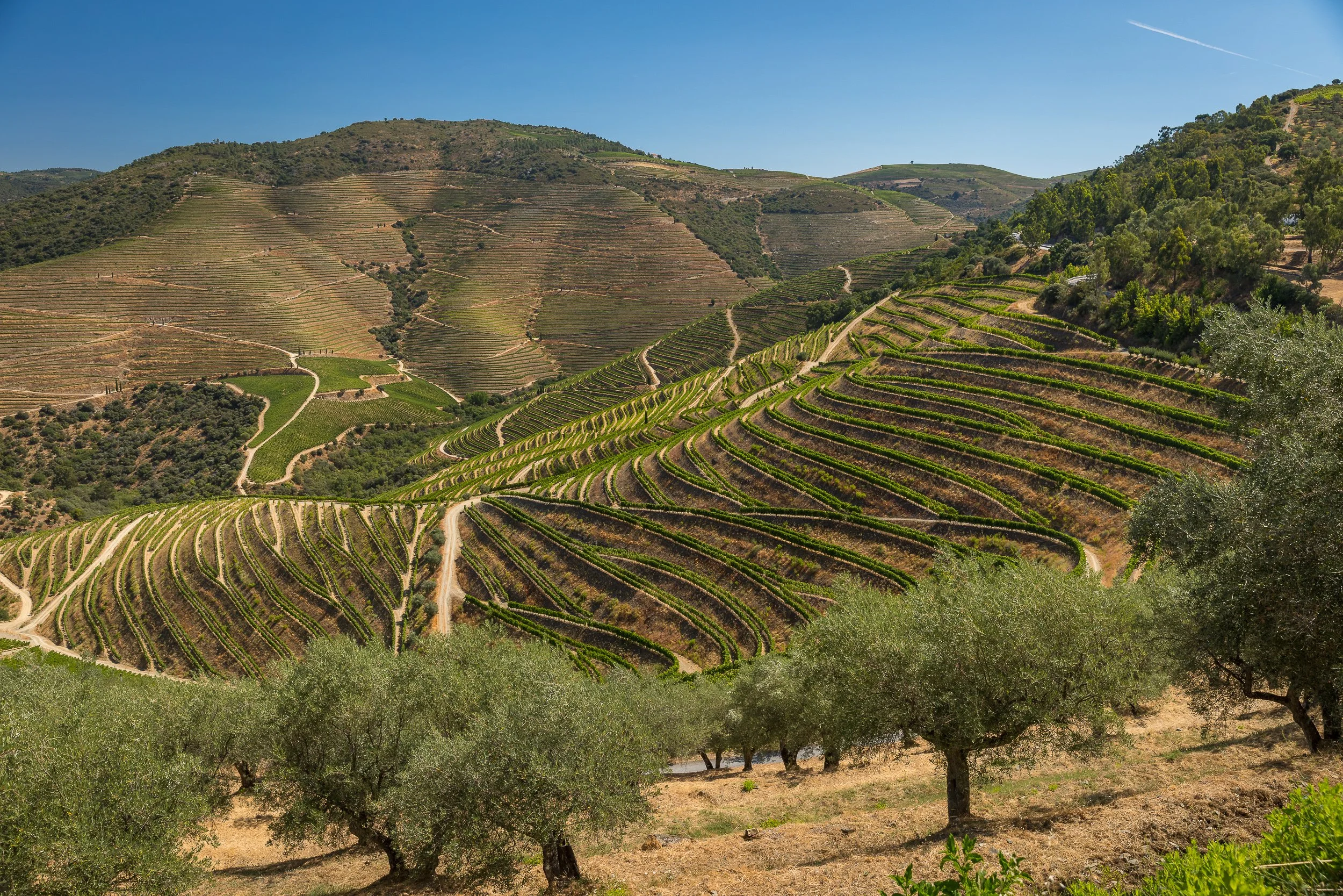Curving vineyard terraces fill the Douro hillsides, with olive trees in the foreground and dry summer tones across the slopes.