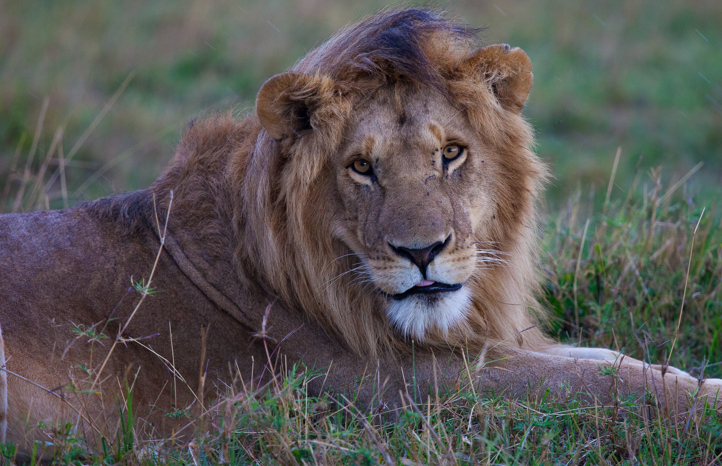 Lion in Maasai Mara National Reserve, Kenya – close-up of a resting lion, whiskers and fur caught in soft light.
