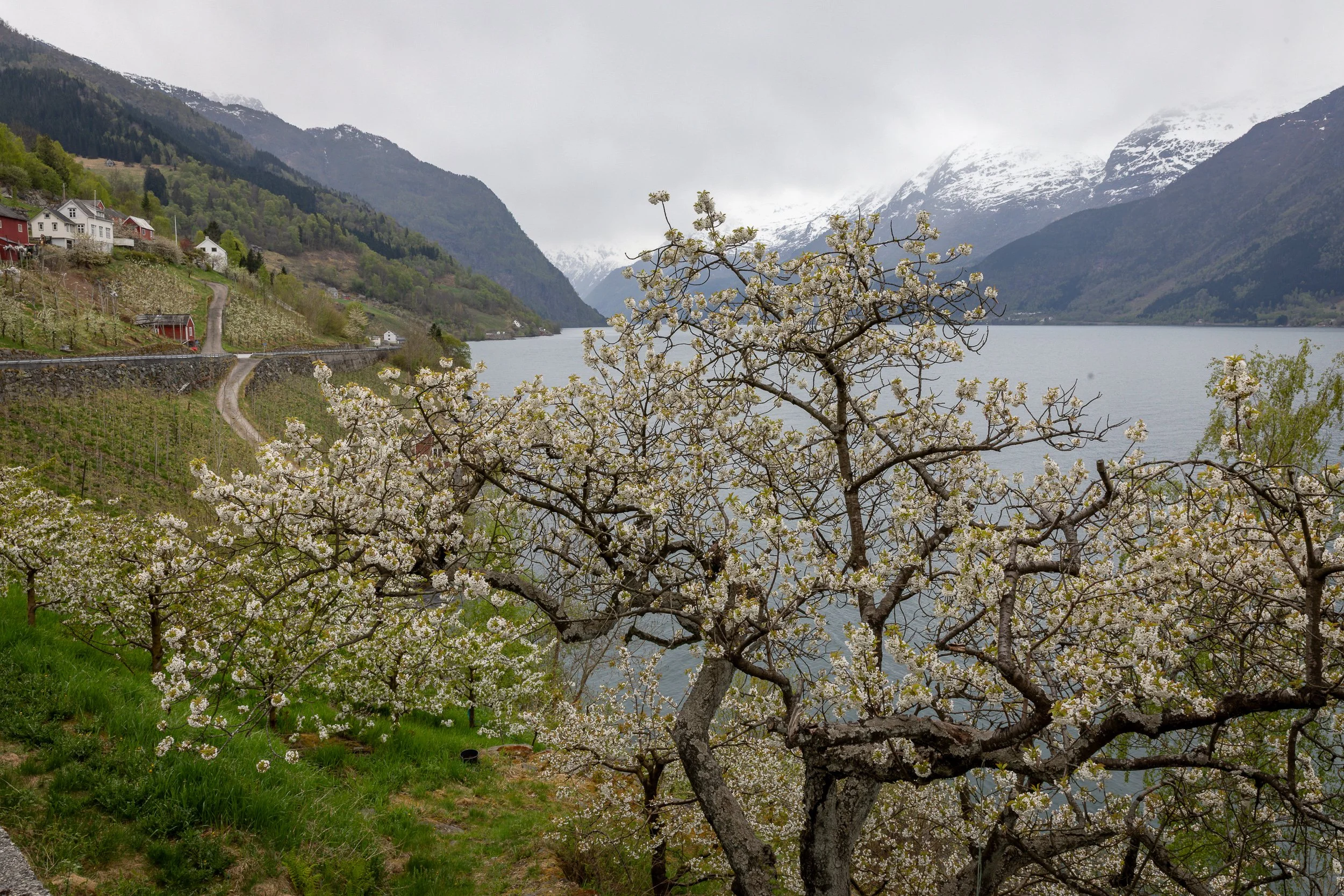 Fruit trees in bloom on a grey spring day, with the Hardangerfjord and cloud-covered mountains beyond.