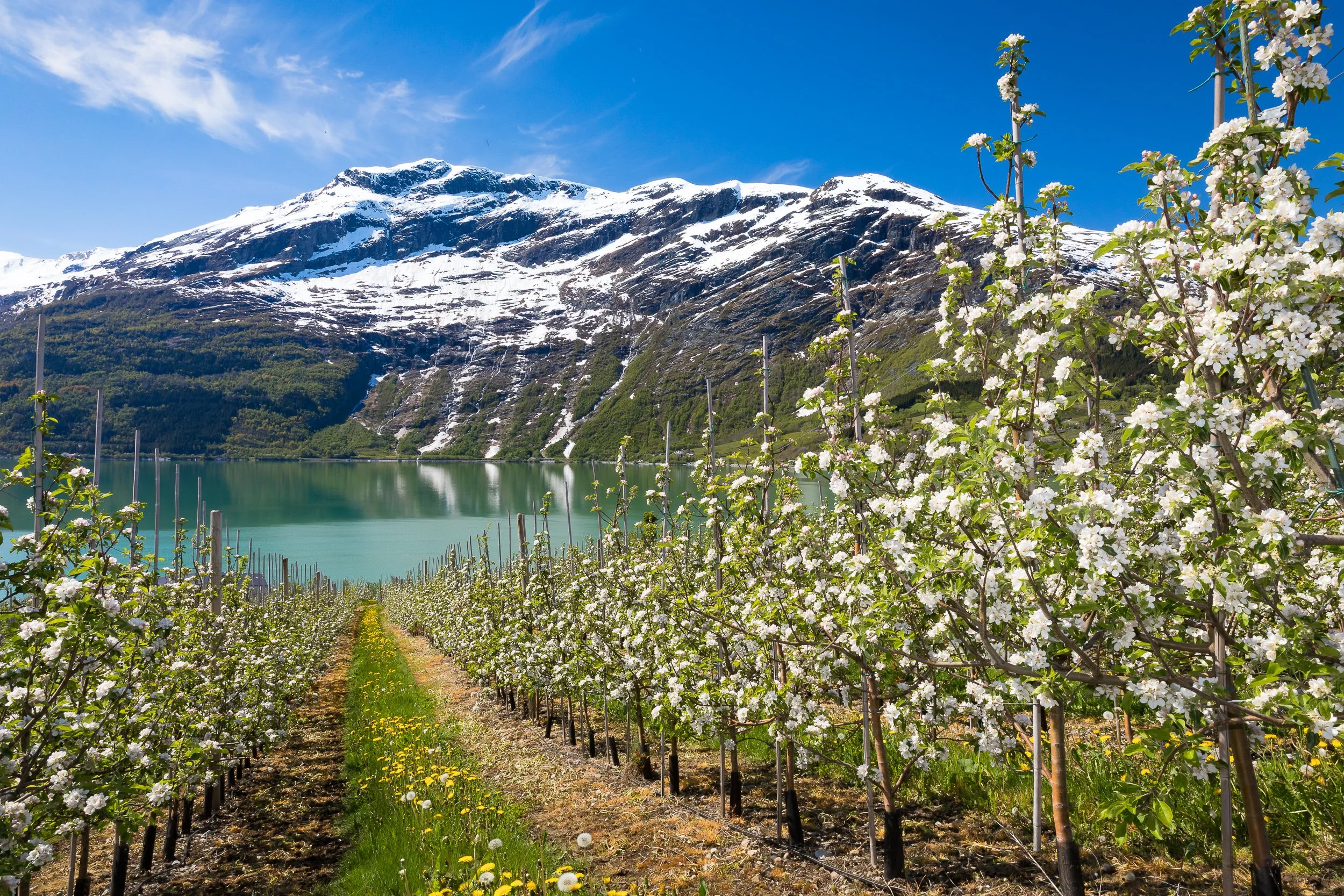 Apple blossom in orderly rows above the Hardangerfjord, with snow on the mountains across the water.