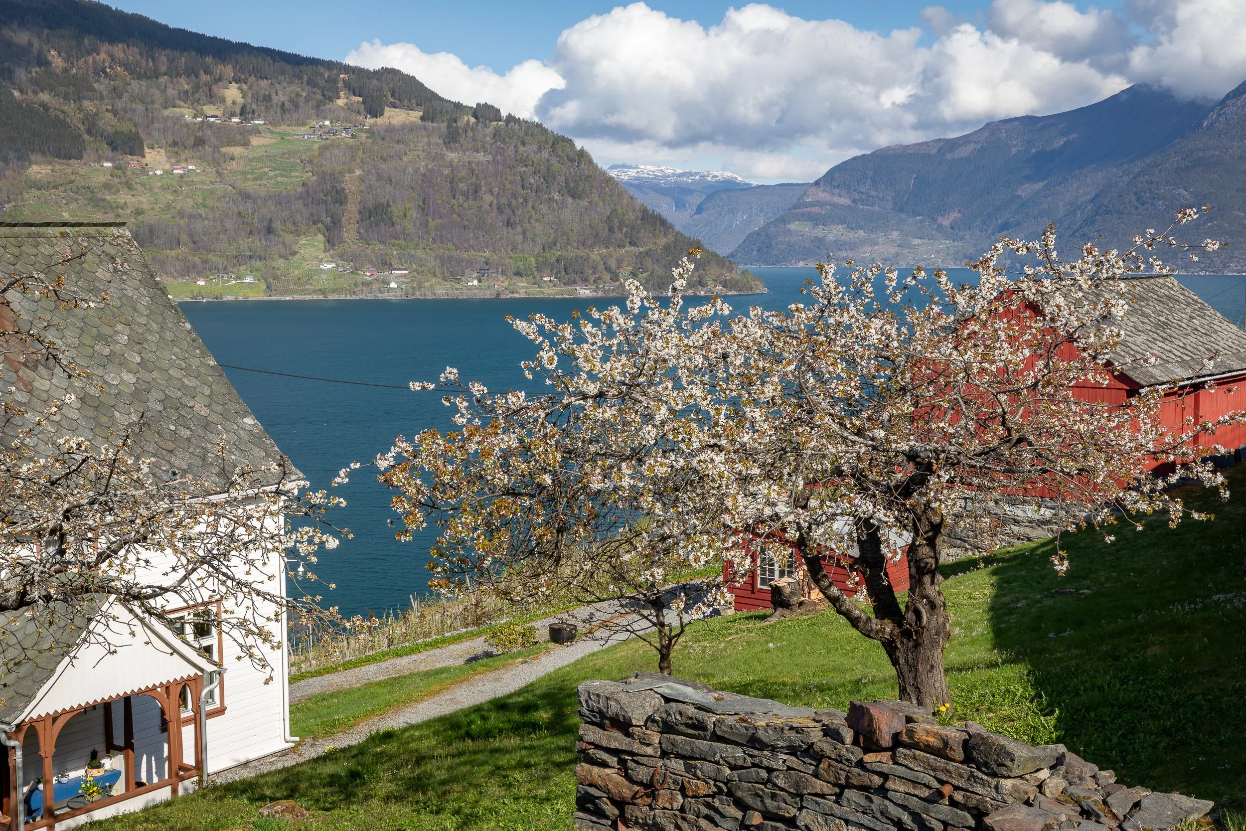 Farmhouses and blossoming fruit trees above the Hardangerfjord, a quiet meeting of settlement, orchard and fjord.