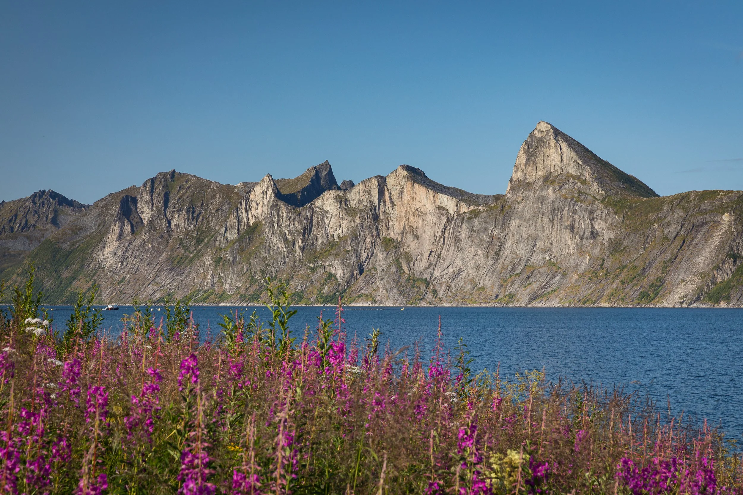 Summer fireweed along the shore below Hesten and Segla, with steep grey mountains rising from blue water on the Senja coast.