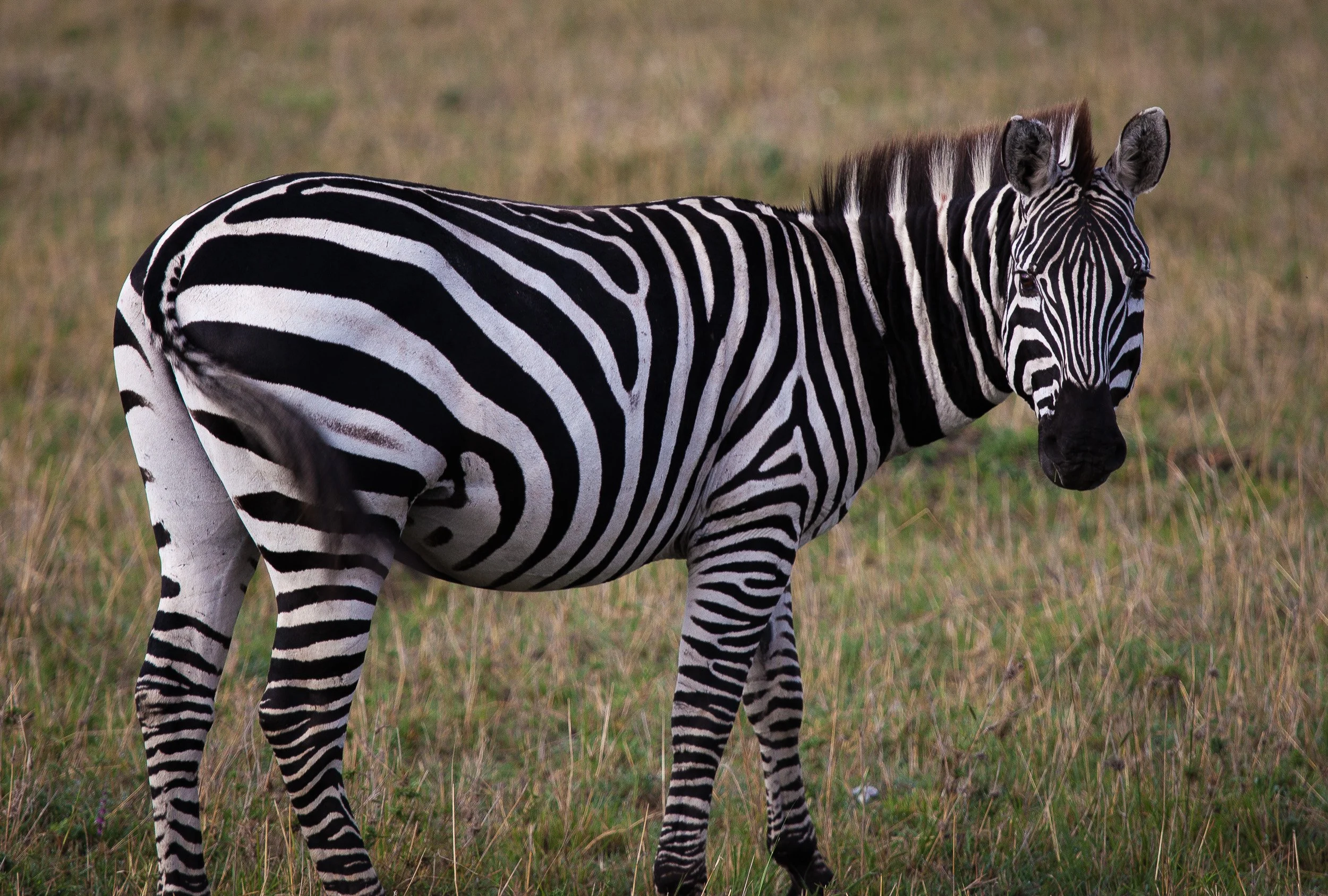 Zebra in Maasai Mara National Reserve, Kenya – striking black-and-white stripes against golden savanna grass.