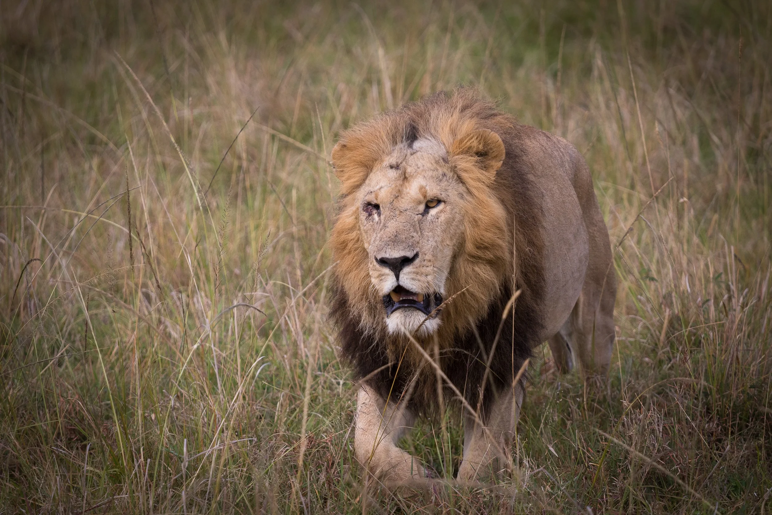 Lion in Maasai Mara National Reserve, Kenya – close-up portrait of a male lion with intense eyes and golden mane.