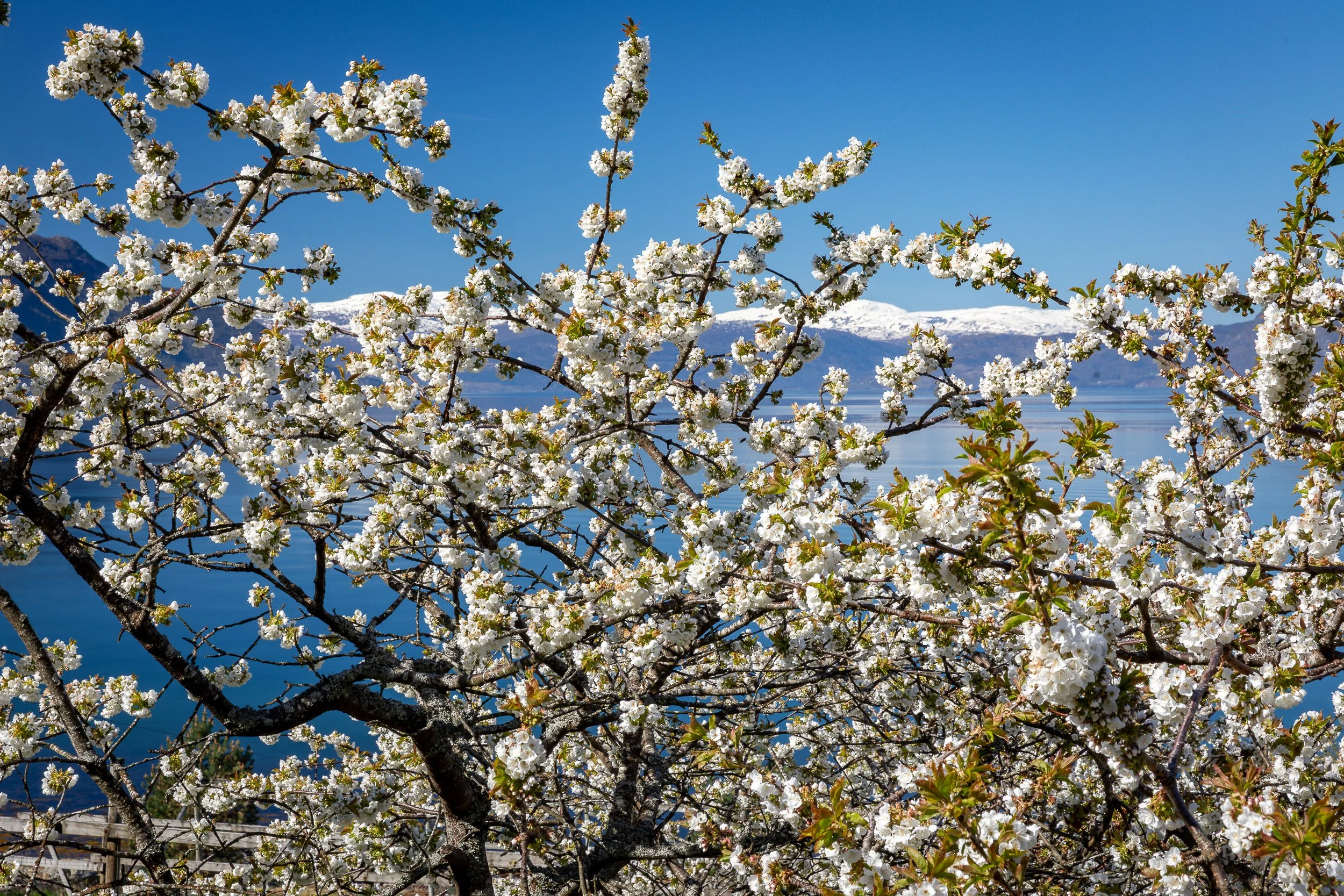 White fruit blossom against blue fjord and snow-touched mountains in springtime Hardanger.