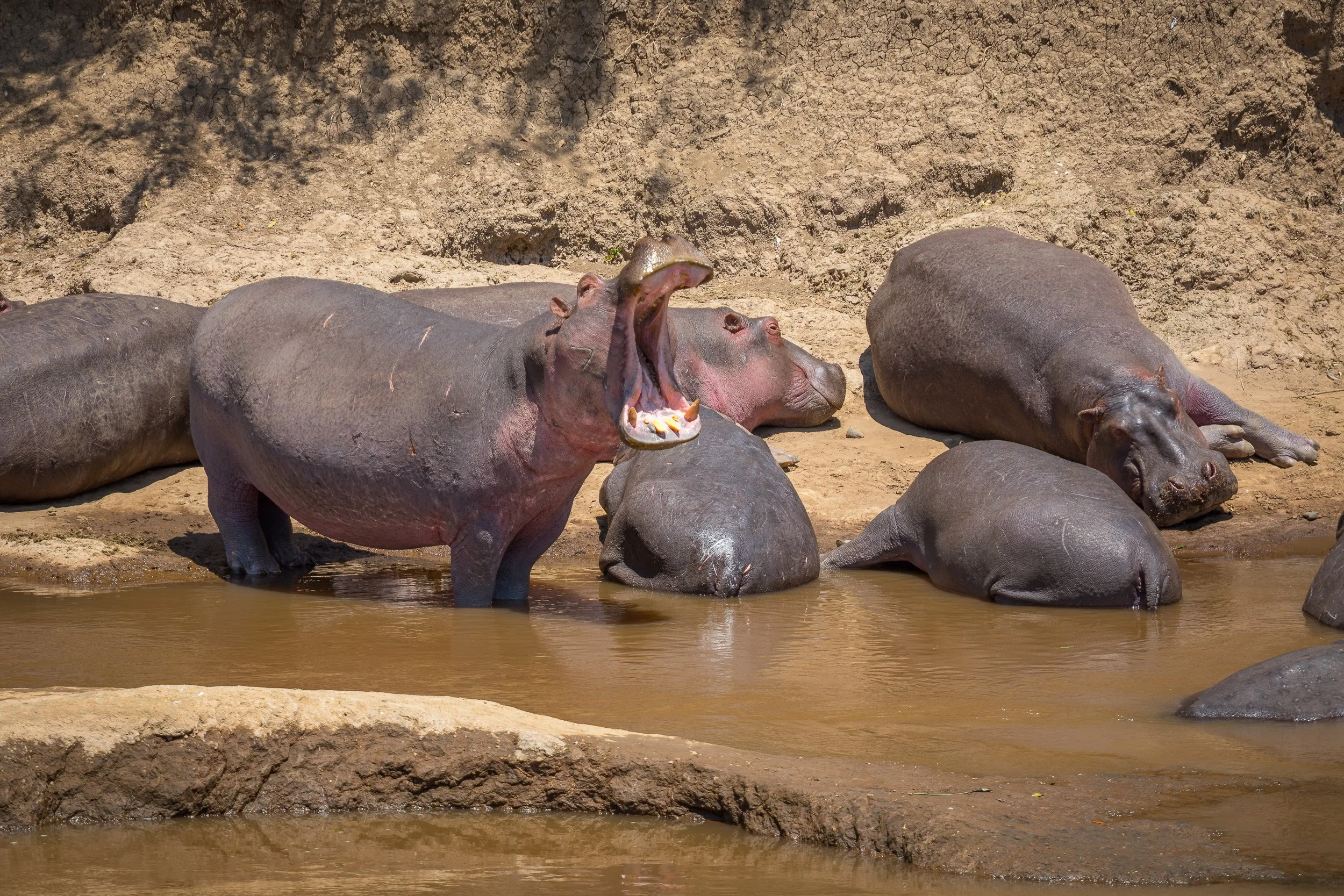 Hippos in Maasai Mara National Reserve, Kenya – group of hippopotamus wallowing together in a muddy river pool.
