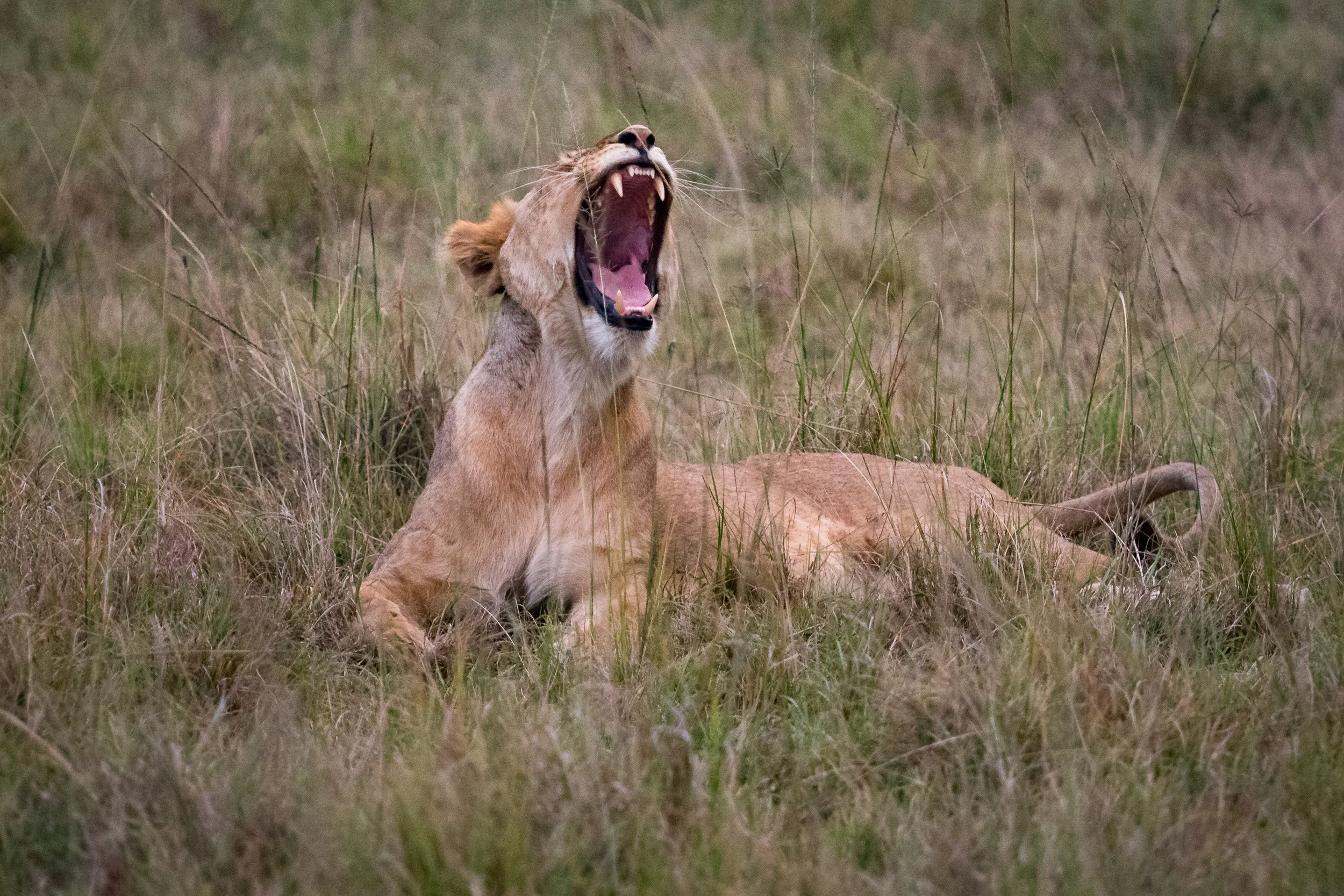 Lion in Maasai Mara National Reserve, Kenya.