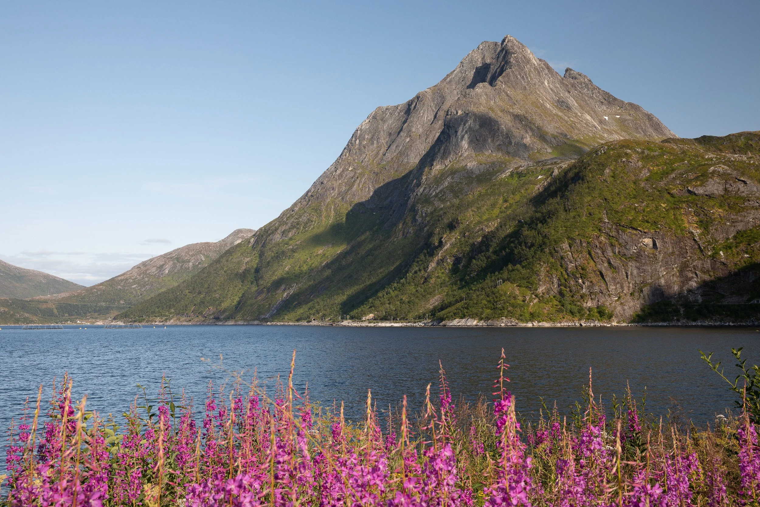 A quiet fjord view on Senja, framed by fireweed in the foreground and a steep mountain rising above the water.