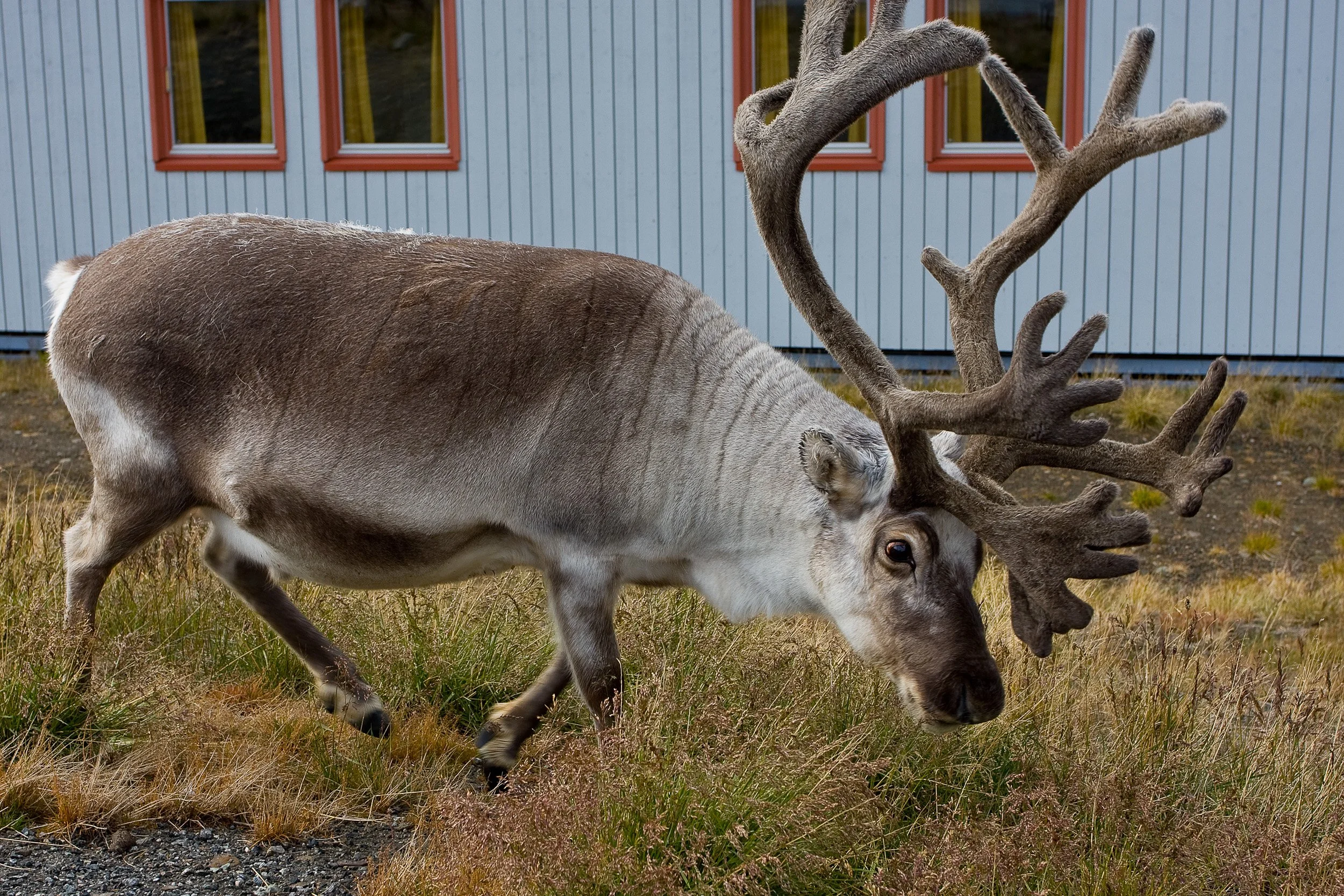 A Svalbard reindeer moves quietly through Longyearbyen, perfectly adapted to life in the High Arctic.