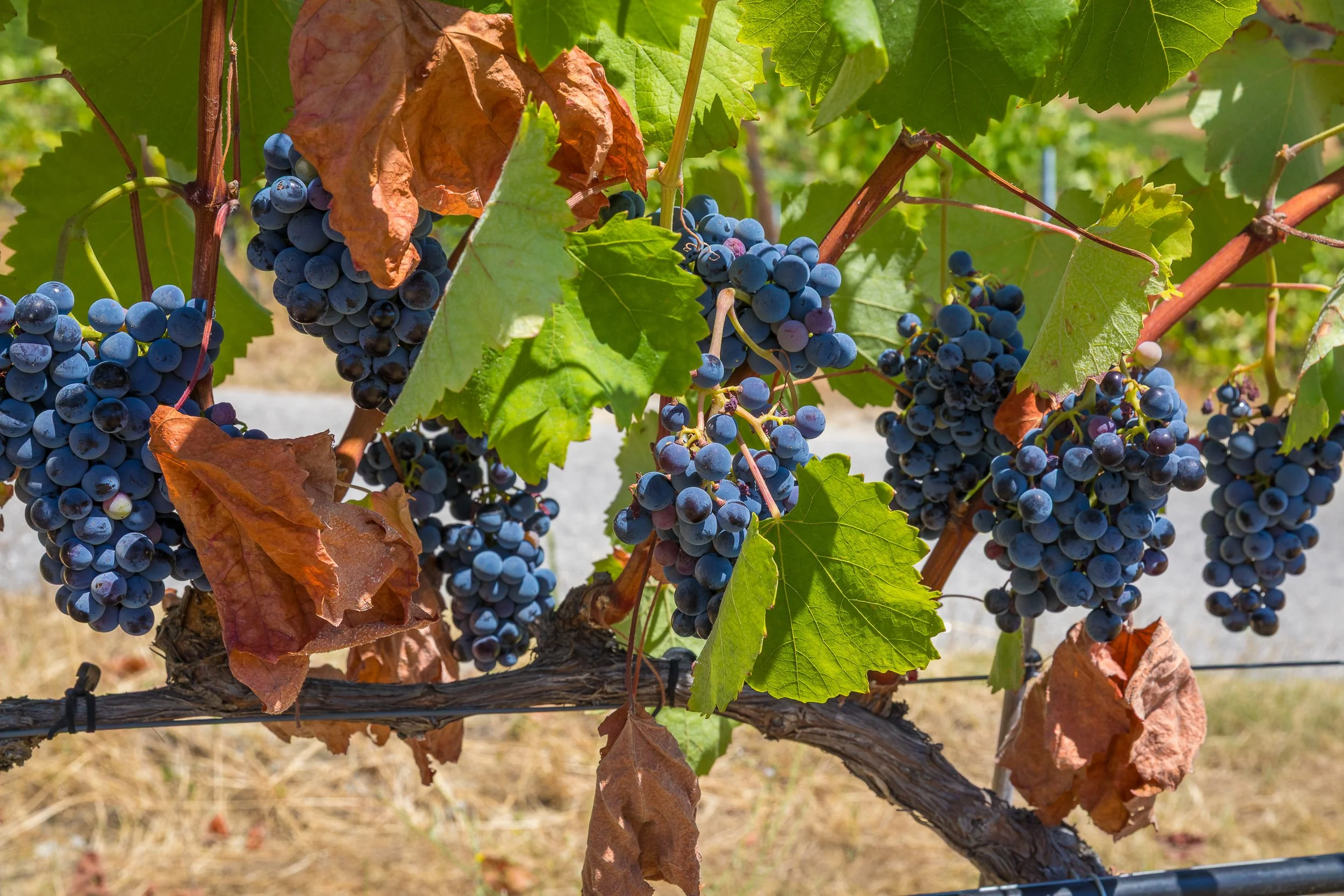 Ripening grapes hang beneath sunlit leaves in a Douro Valley vineyard, showing the close detail behind the wider wine landscape.