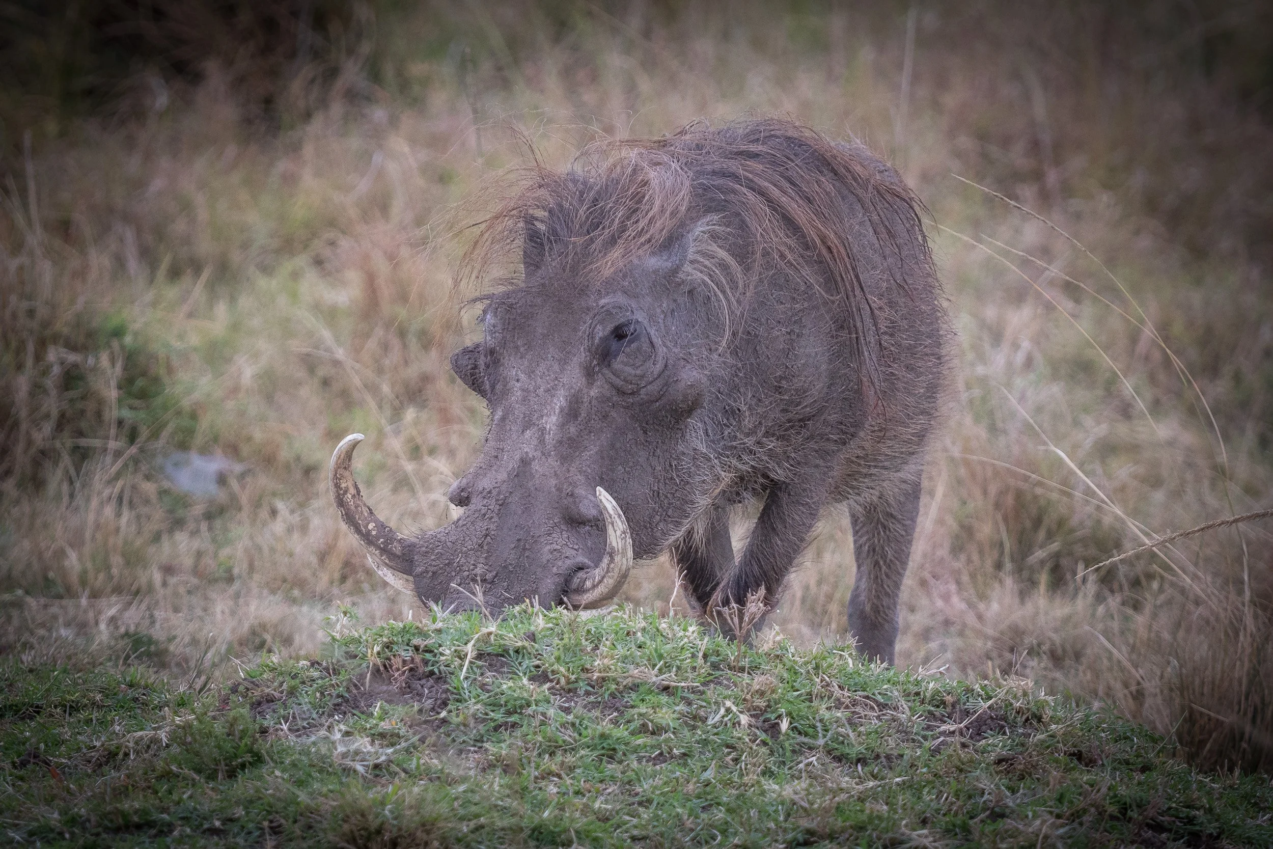 Warthogs “Pumbaa” in Maasai Mara National Reserve, Kenya – comical warthog family tail-up as they trot through the grass.