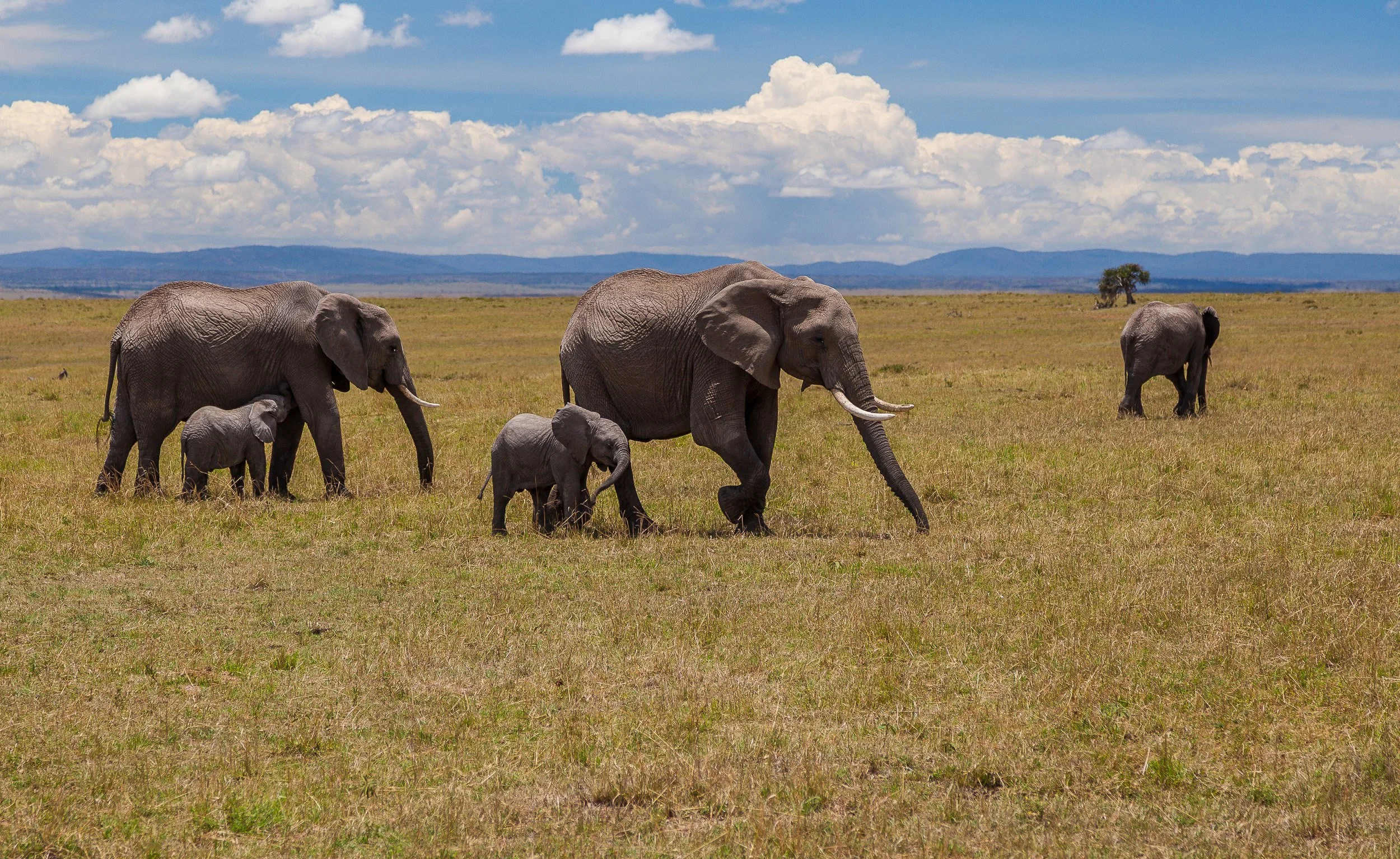 Elephant in Maasai Mara National Reserve, Kenya – elephant walking slowly across the plains with trunk swinging.