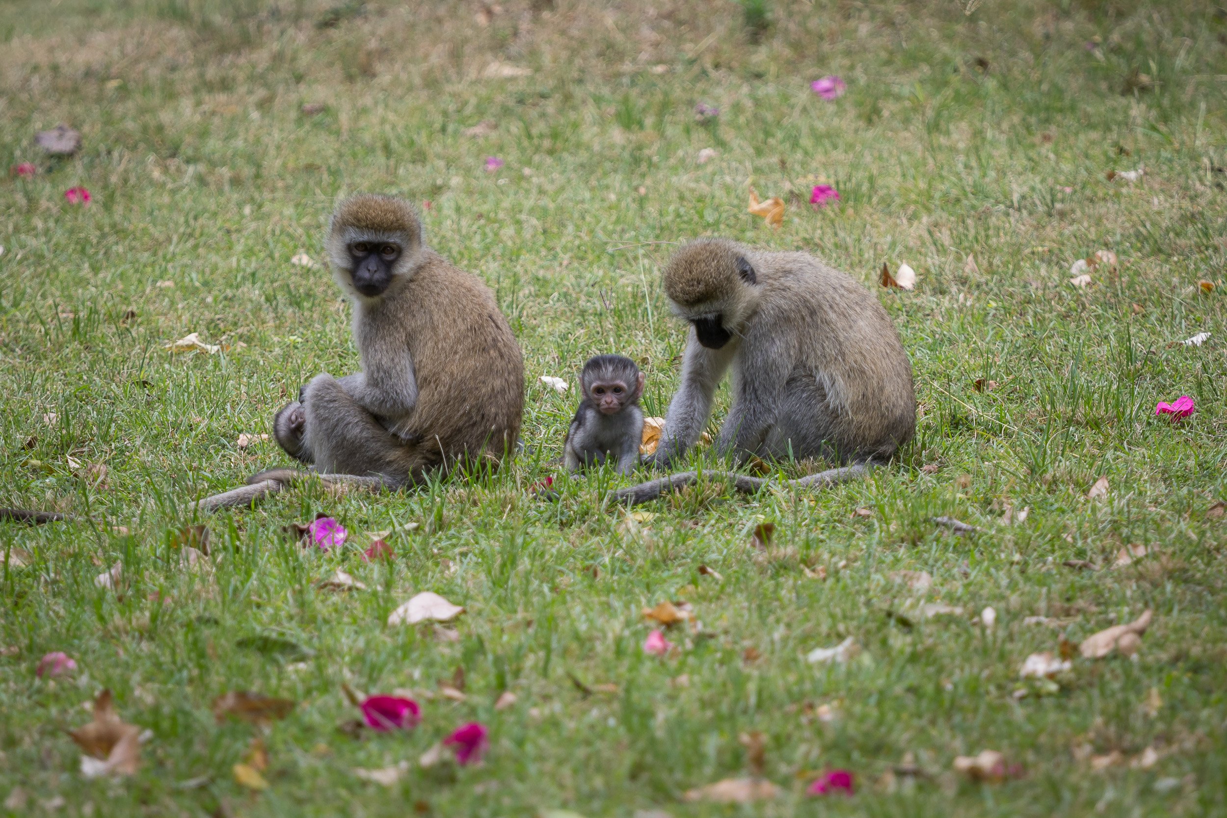 Vervet monkeys in Maasai Mara National Reserve, Kenya – playful monkeys grooming and watching from the branches.