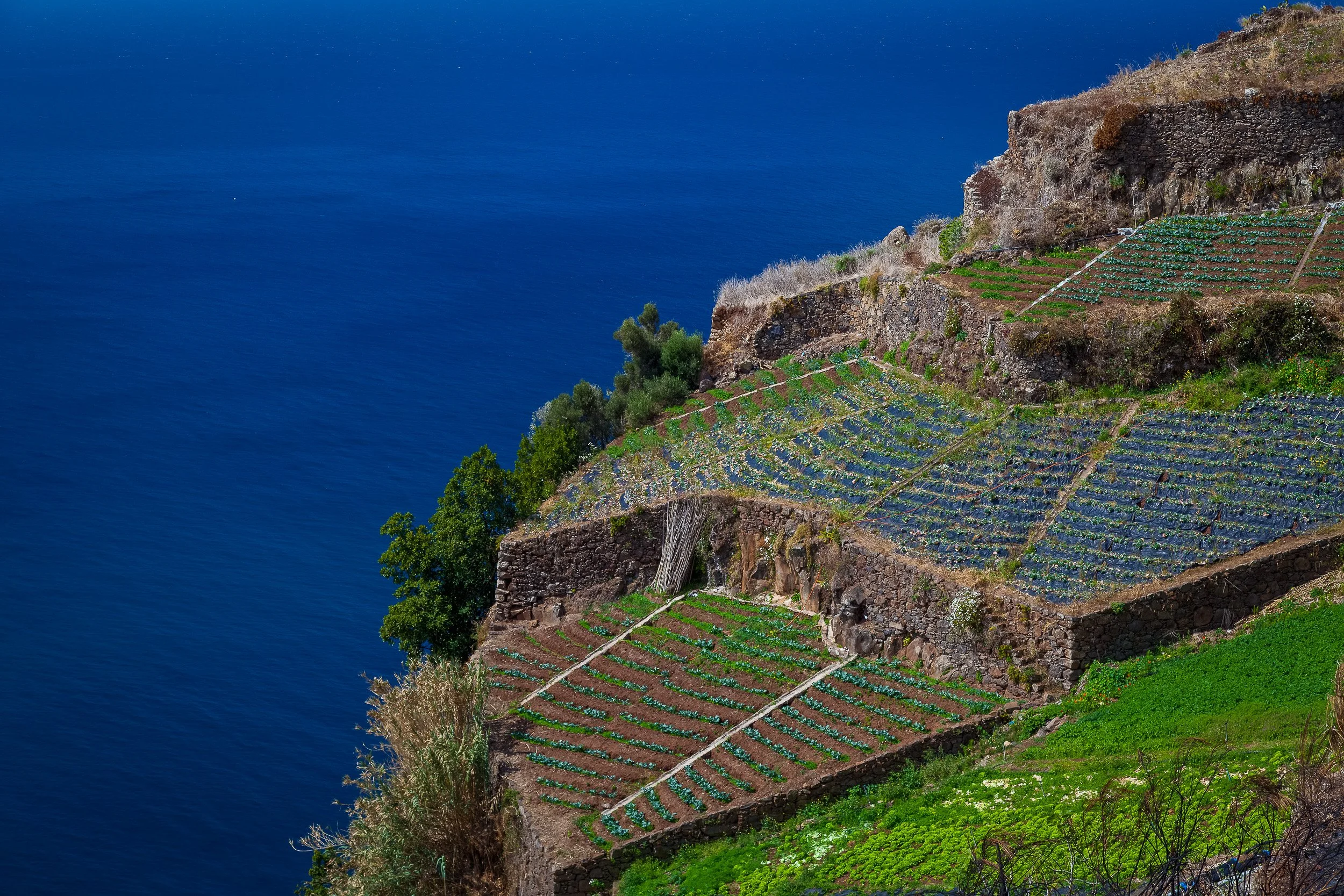 Terraced fields above the Atlantic near Madeira’s steep coastline, where small cultivated plots are held in place by stone walls above deep blue water.