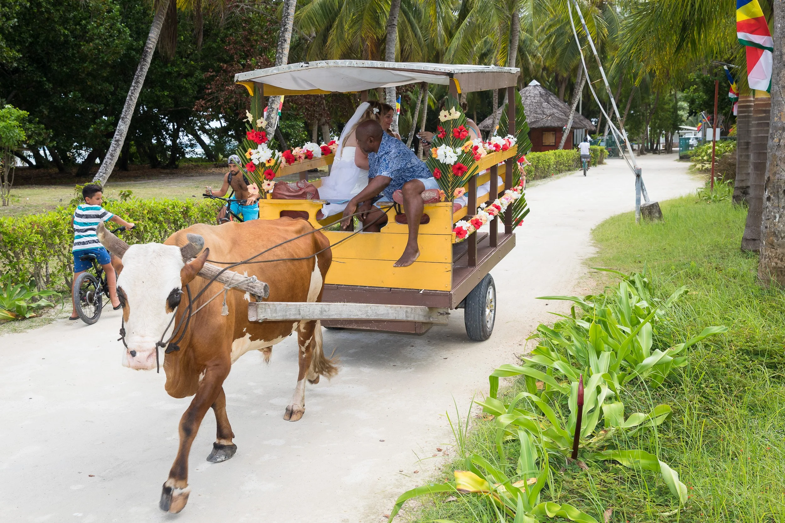 Wedding couple riding in a flower-decorated ox cart along a palm-lined sandy road on La Digue, with children on bicycles passing by.