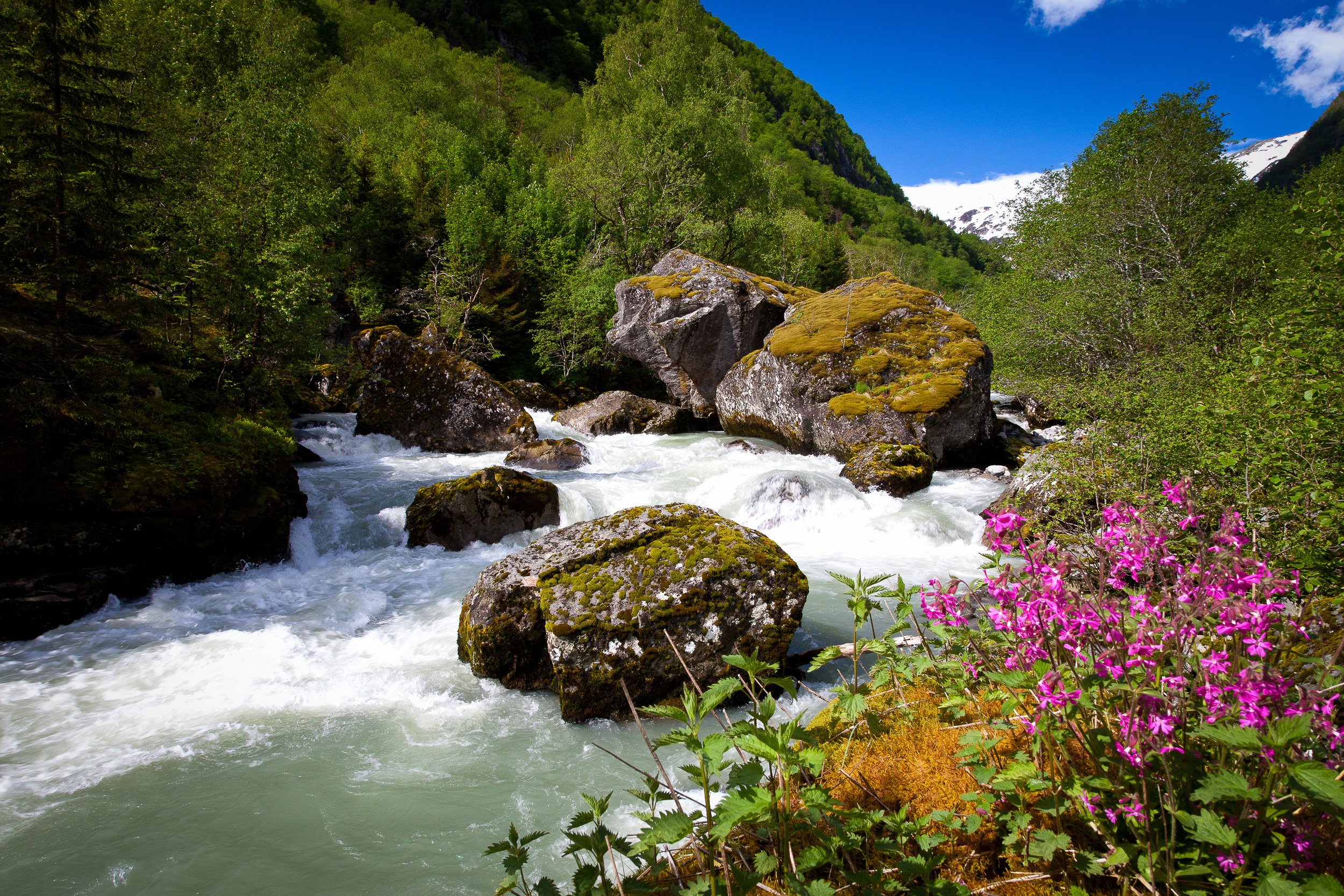 The river flowing down from Buarbreen in Hardanger, cold and fast between moss-covered boulders and spring flowers.