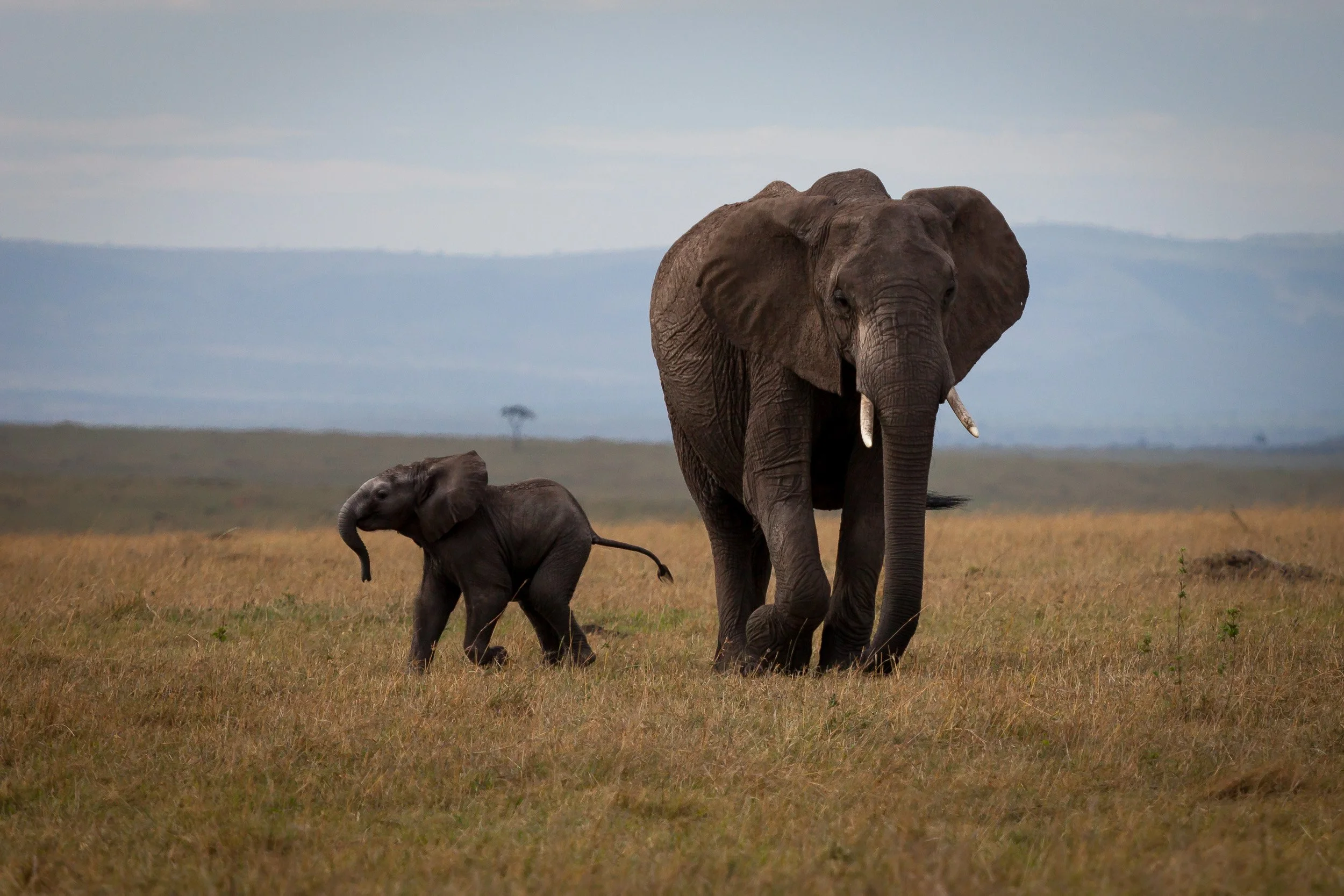 Elephants in Maasai Mara National Reserve, Kenya – family herd moving slowly across the open grasslands.