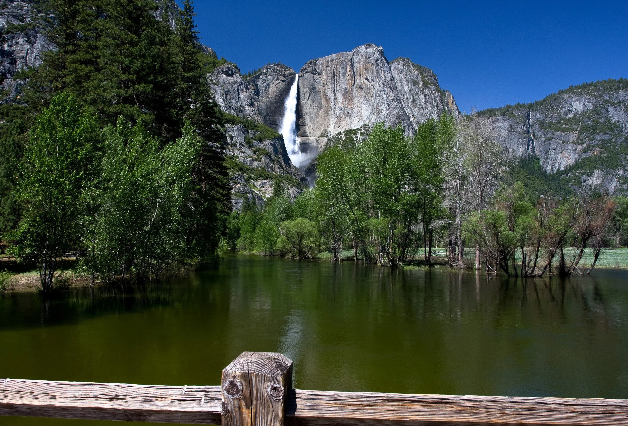 Yosemite Falls rising above still water and spring trees in Yosemite Valley, California.