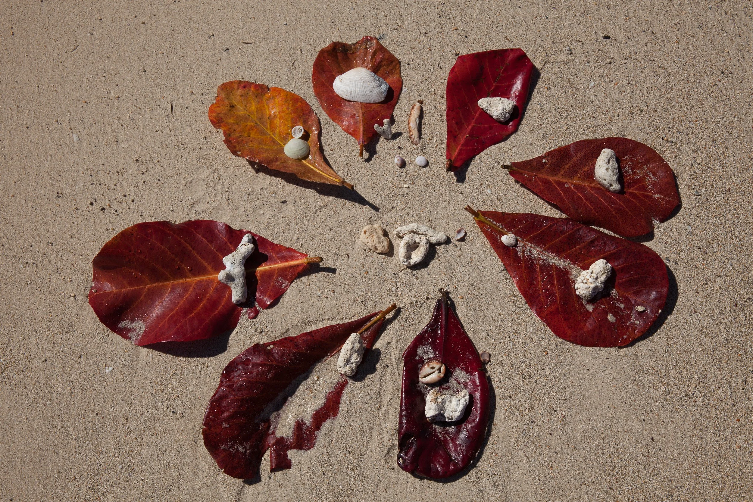 Circle of deep red tropical leaves arranged on pale sand, decorated with shells and coral pieces on a Mauritius beach.