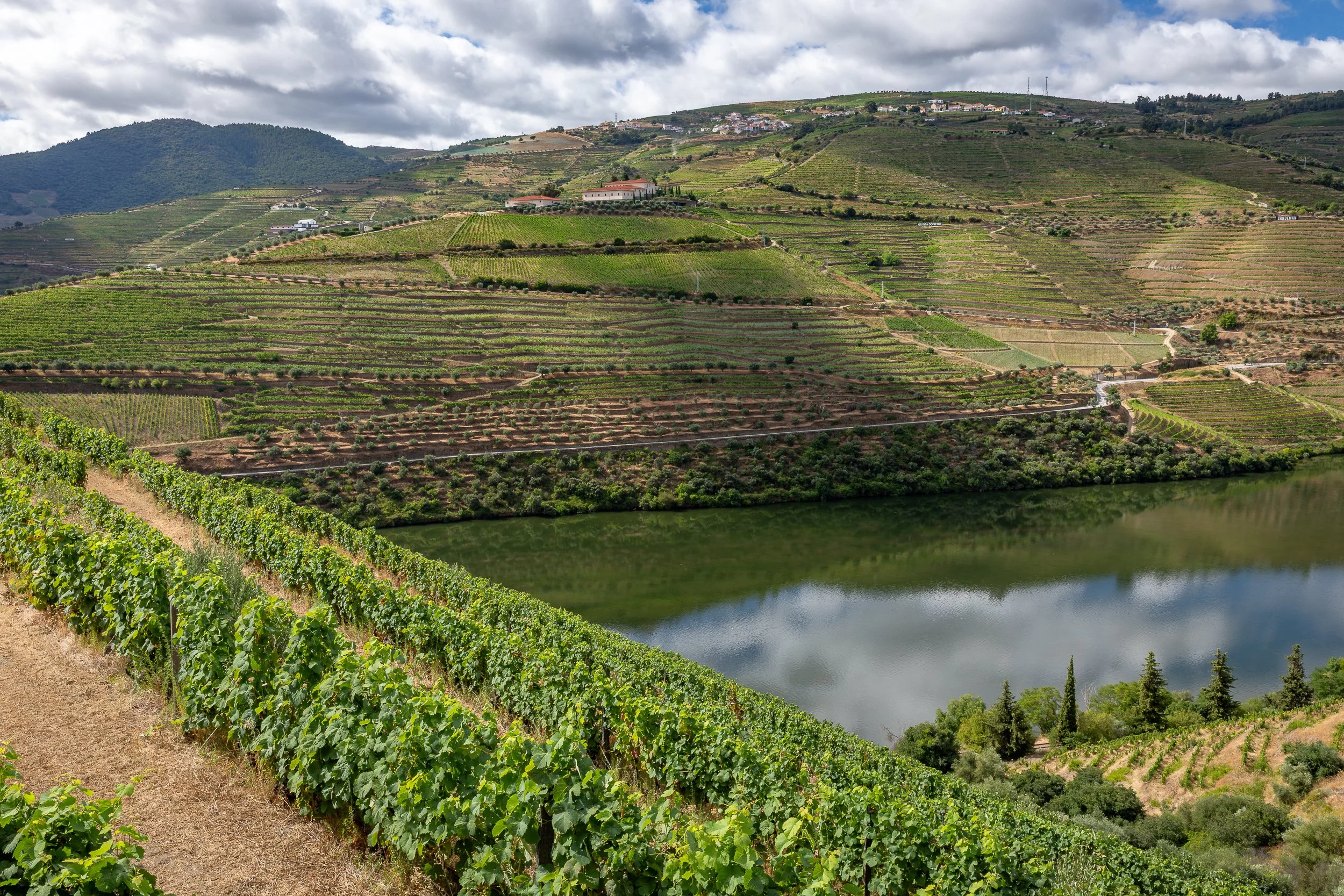 Terraced vineyards line the Douro River, with soft cloud reflections on the water and green rows climbing the hillside.