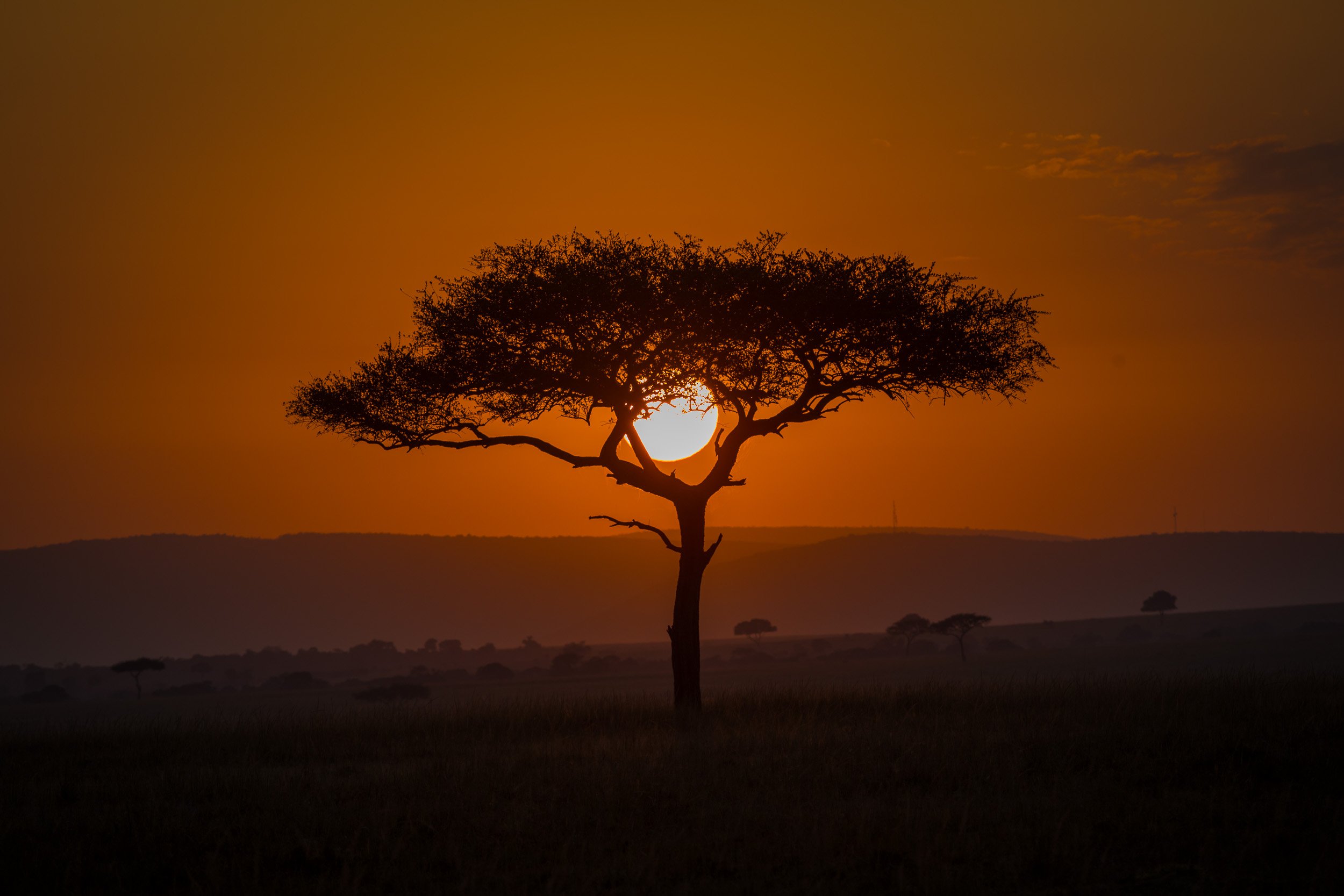 Sunset in Maasai Mara National Reserve, Kenya – glowing orange sky with acacia silhouettes and fresh tracks in the grass.
