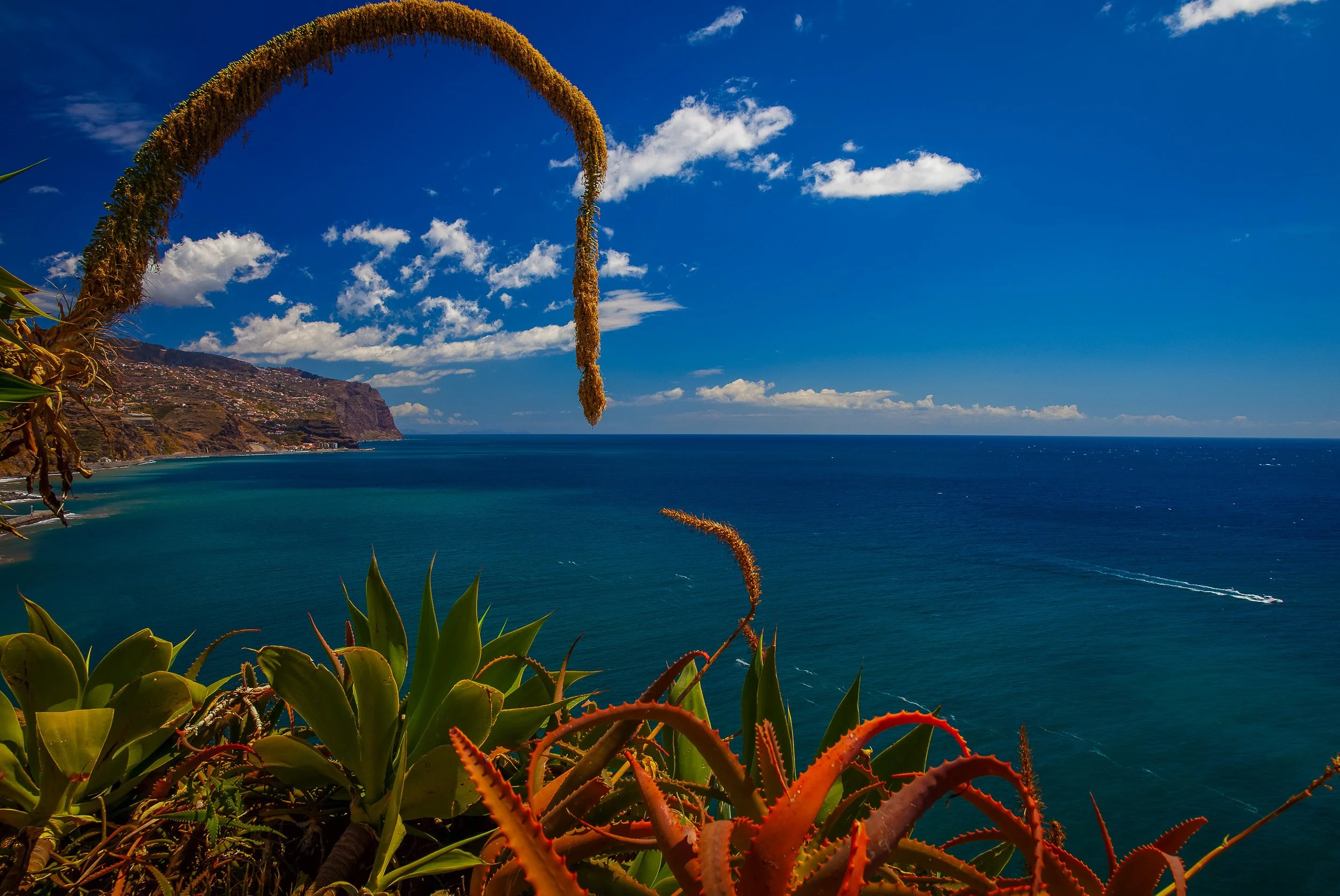 Aloe and agave plants frame a wide Atlantic view near Ponta do Sol, with Madeira’s coastline fading into blue water and bright island light.