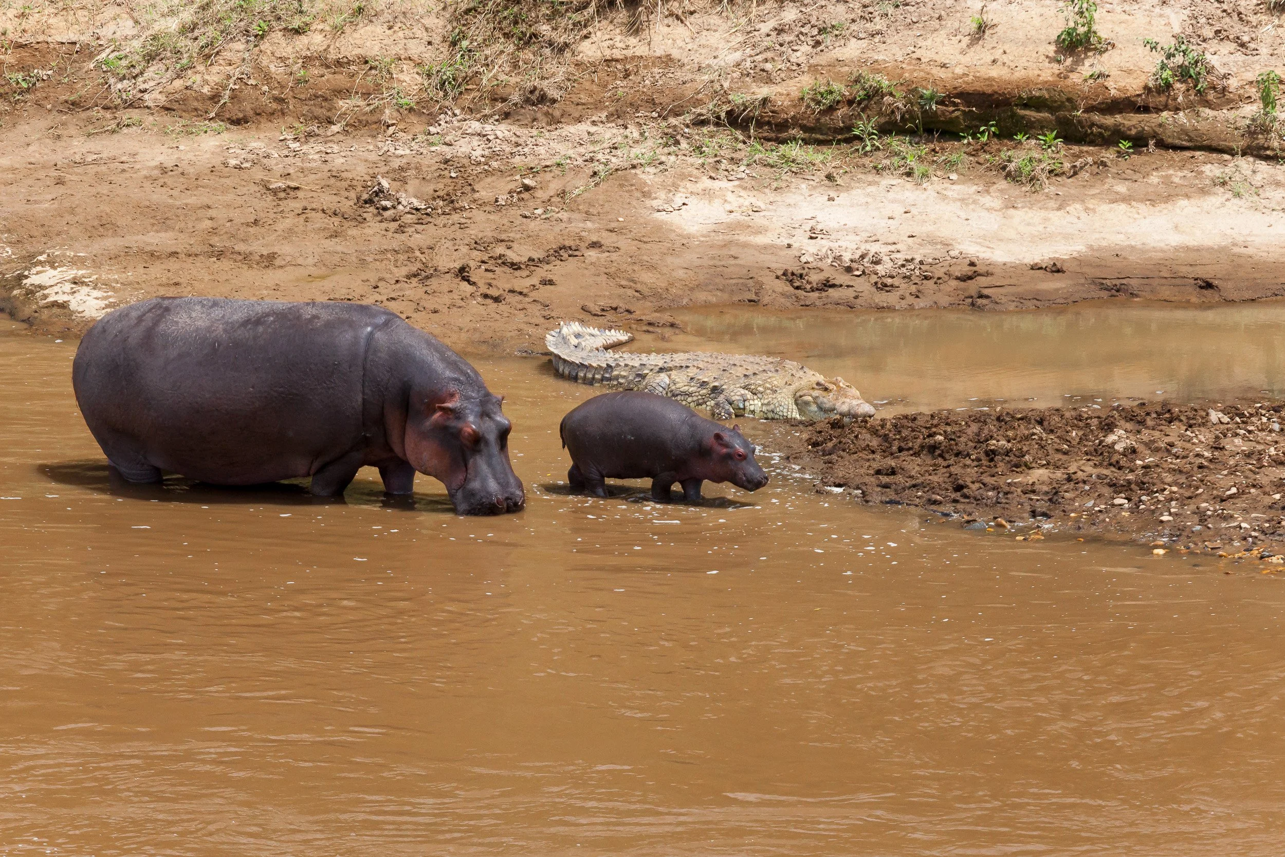 Hippos in Maasai Mara National Reserve, Kenya.