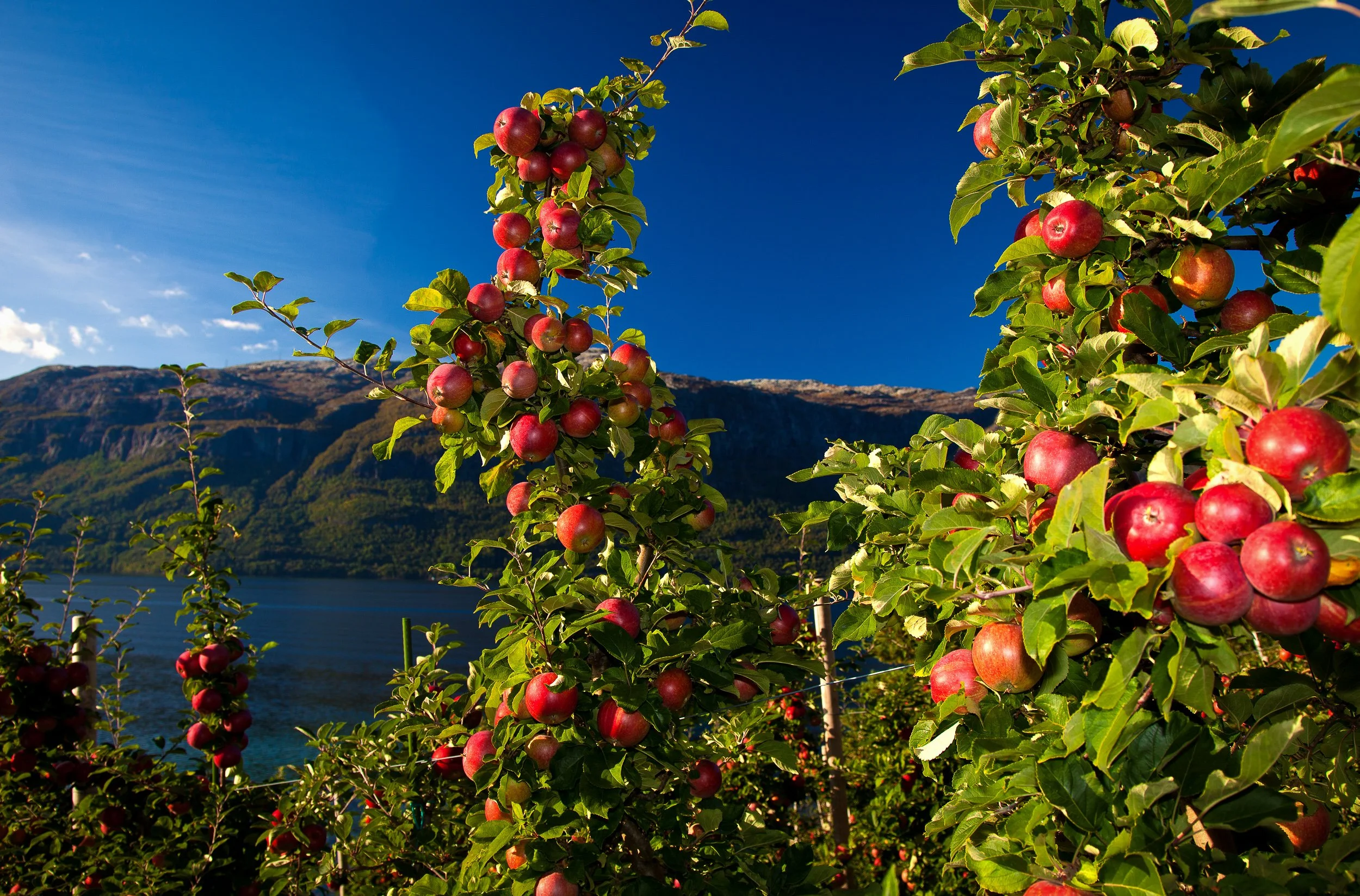 Apple orchards in Hardanger, where red fruit, steep mountains and the fjord meet in the same frame.