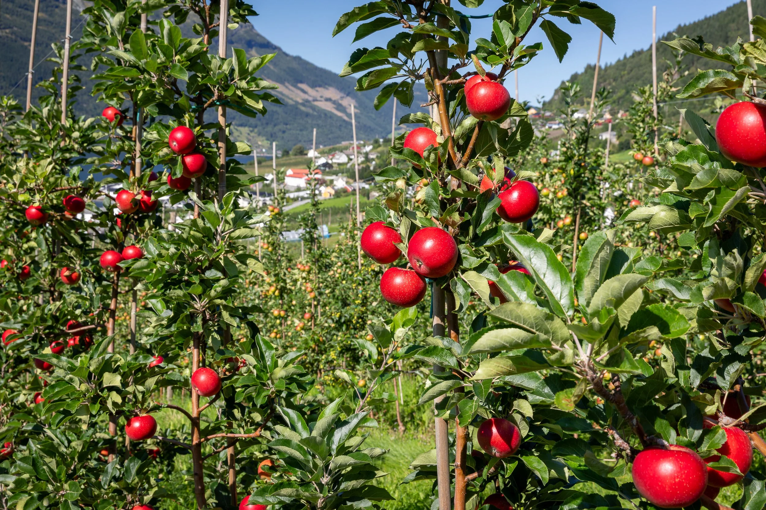 Ripe apples in a Hardanger orchard, with village houses and cultivated hillsides beyond the rows.