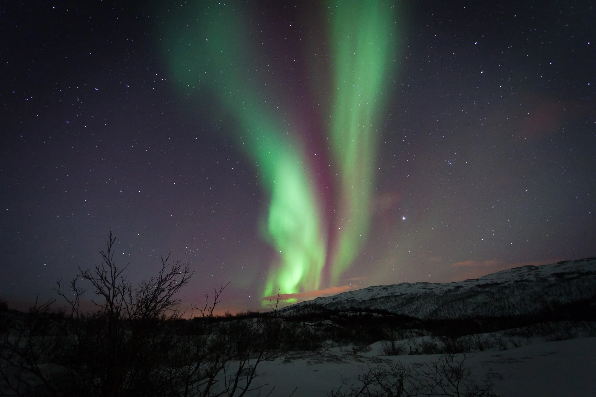 Tall, shimmering pillars of the northern lights rise above Ringvassøya near Tromsø, Arctic Norway, glowing green and violet over snow-covered hills and bare winter trees.