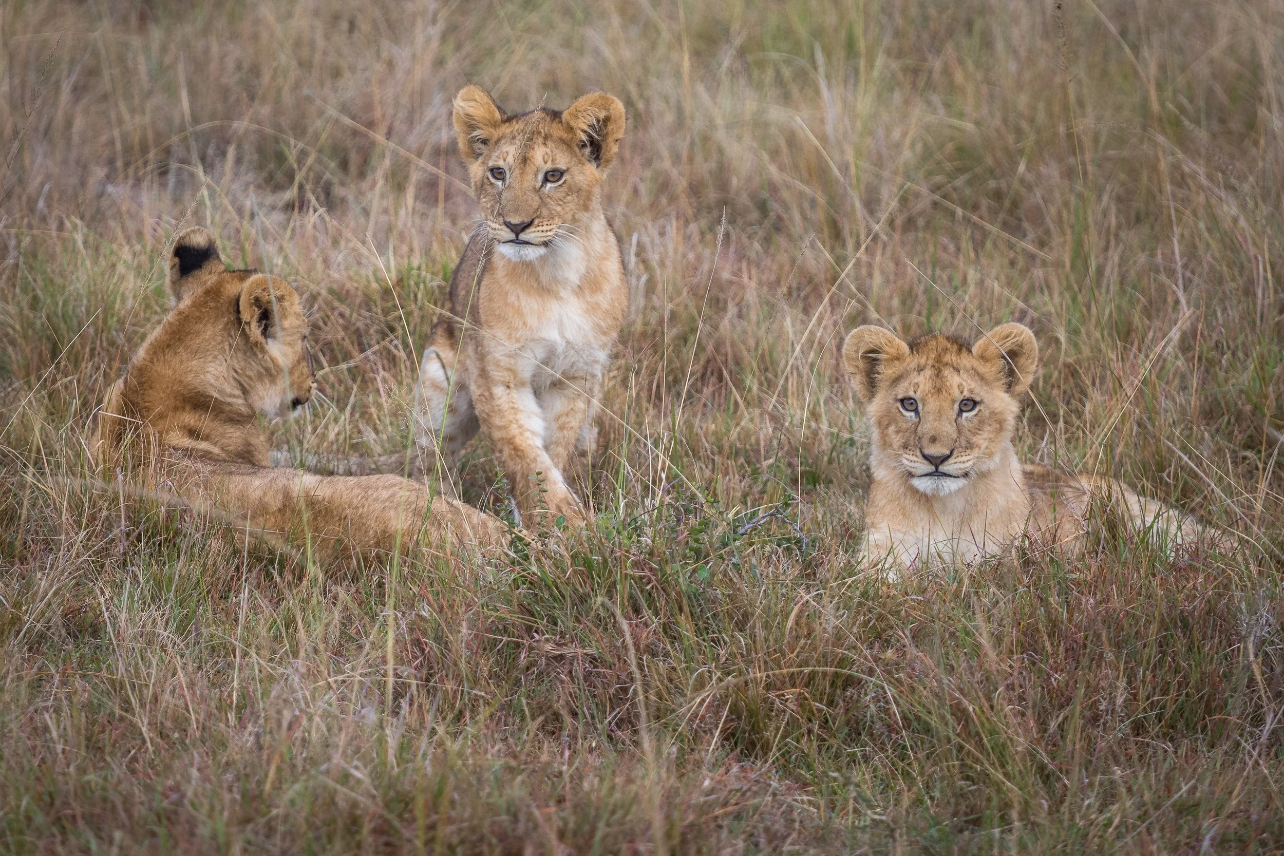 Lions in Maasai Mara National Reserve, Kenya – playful interaction between pride members captured on the open plain.