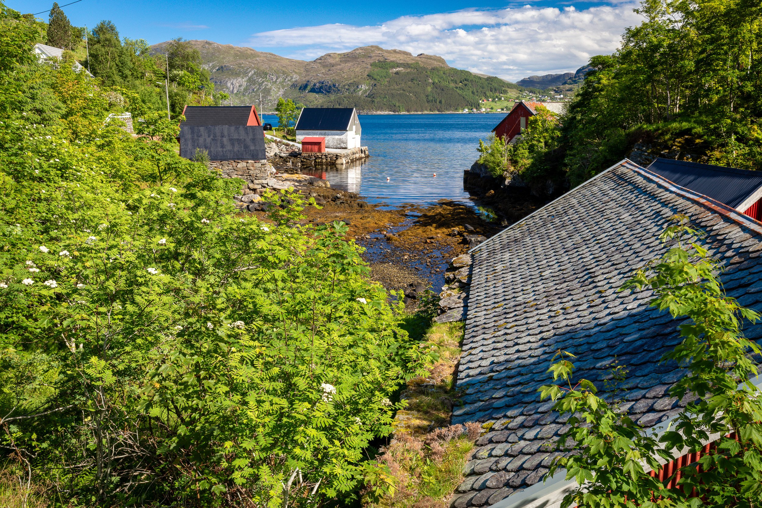 Vågen i Husevåg, med det eldste naustet i bygda nærmest i bildet, sjøhus og frodig junigrønt rundt det smale innløpet mot fjorden.