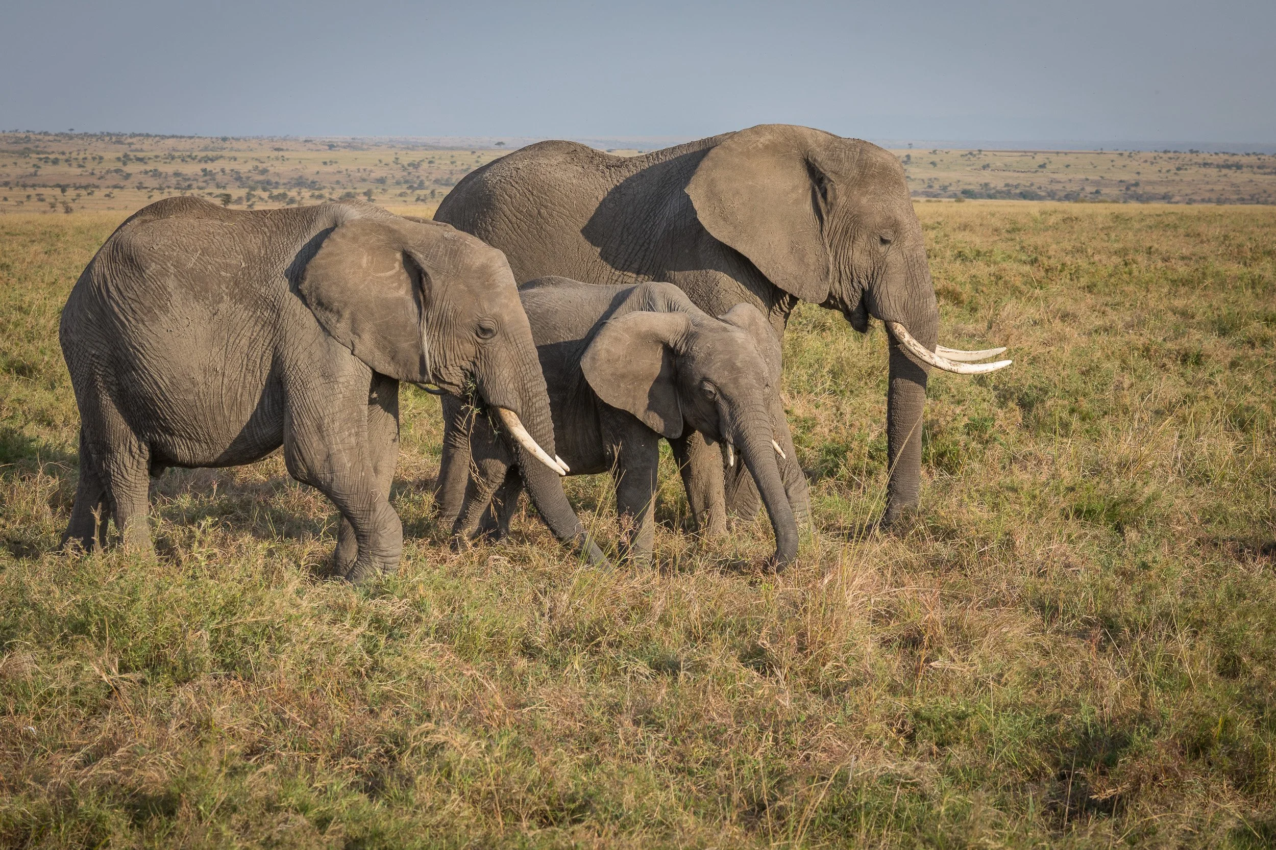 Elephants in Maasai Mara National Reserve, Kenya.