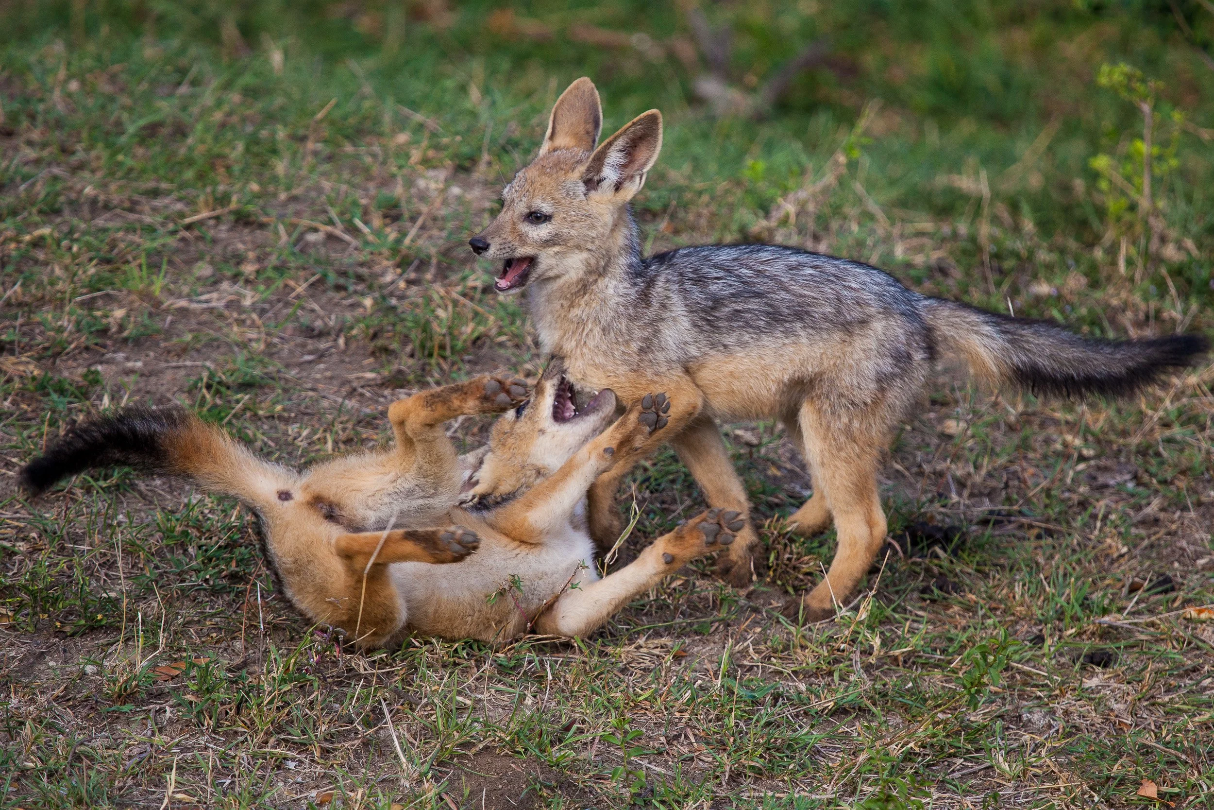 Black-backed jackal in Maasai Mara National Reserve, Kenya – small predator trotting through the grass with ears pricked.