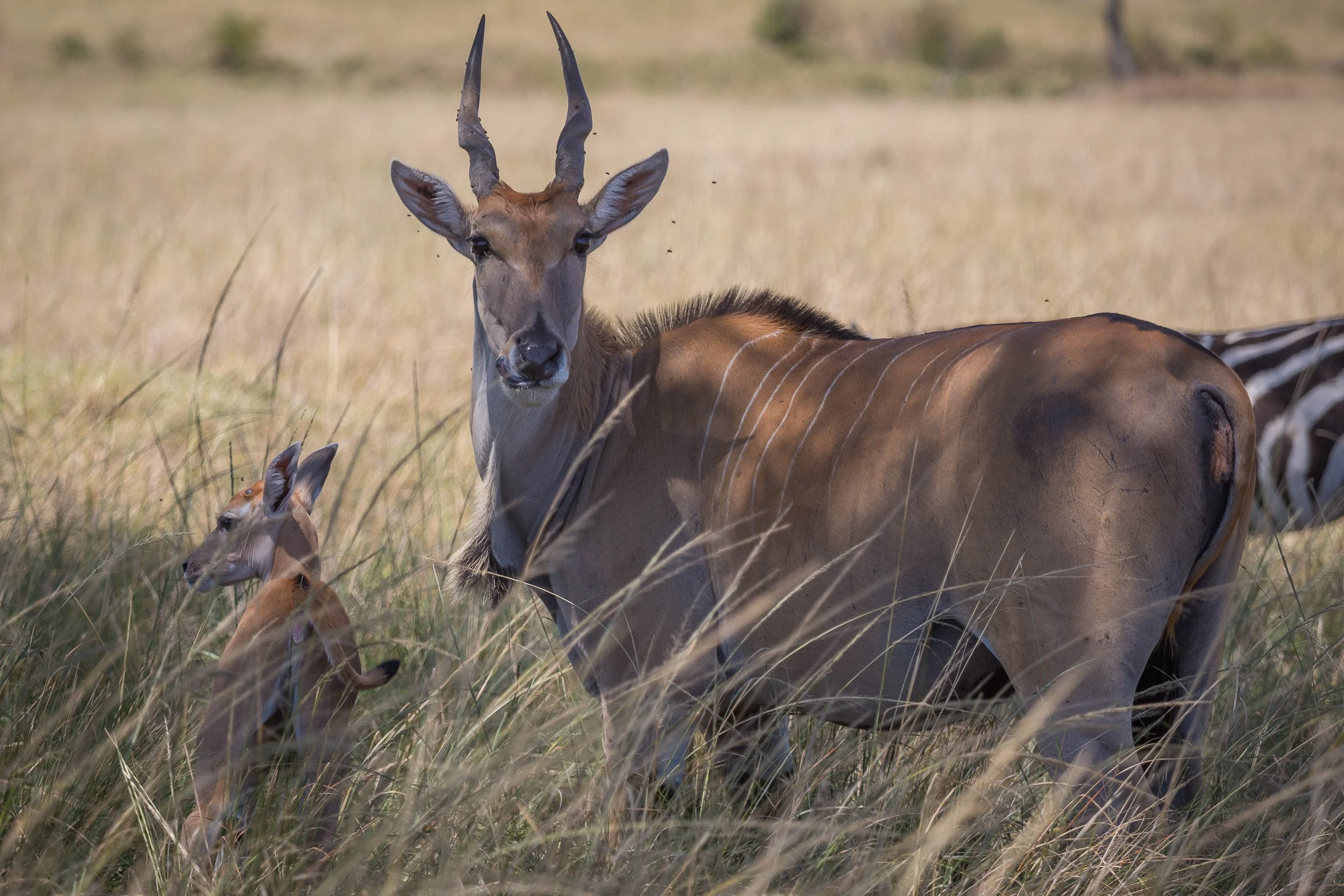 Eland in Maasai Mara National Reserve, Kenya – large antelope standing quietly in tall grass with spiral horns.