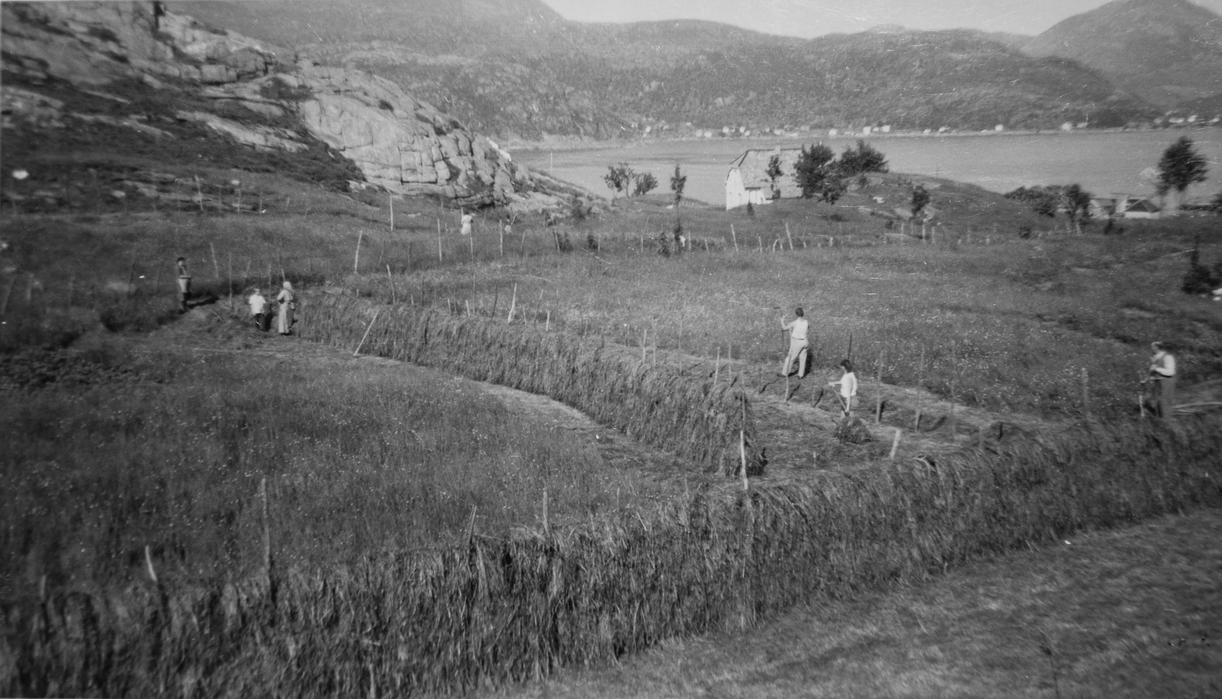 Slått og hesjing i Husevåg – etter at graset var slått, måtte det legges på hesjer for å tørke til høy. Først ble staur satt ned i jorden, deretter ble de bundet sammen med streng i flere høyder, før høyet ble lagt opp lag for lag. Slikt arbeid krevd