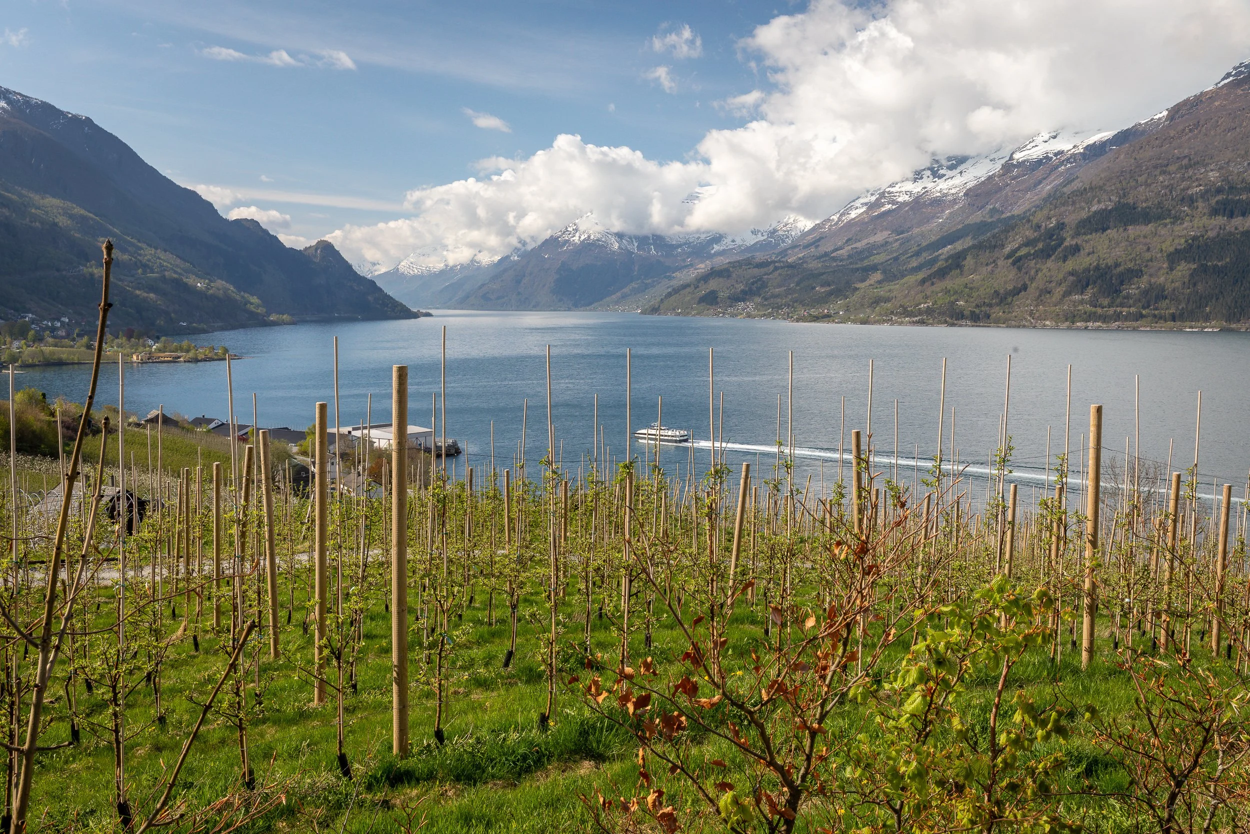 Spring orchards at Lofthus above the Hardangerfjord, with young fruit trees, cloud-wrapped mountains and the boat from Bergen on its way to the quay.