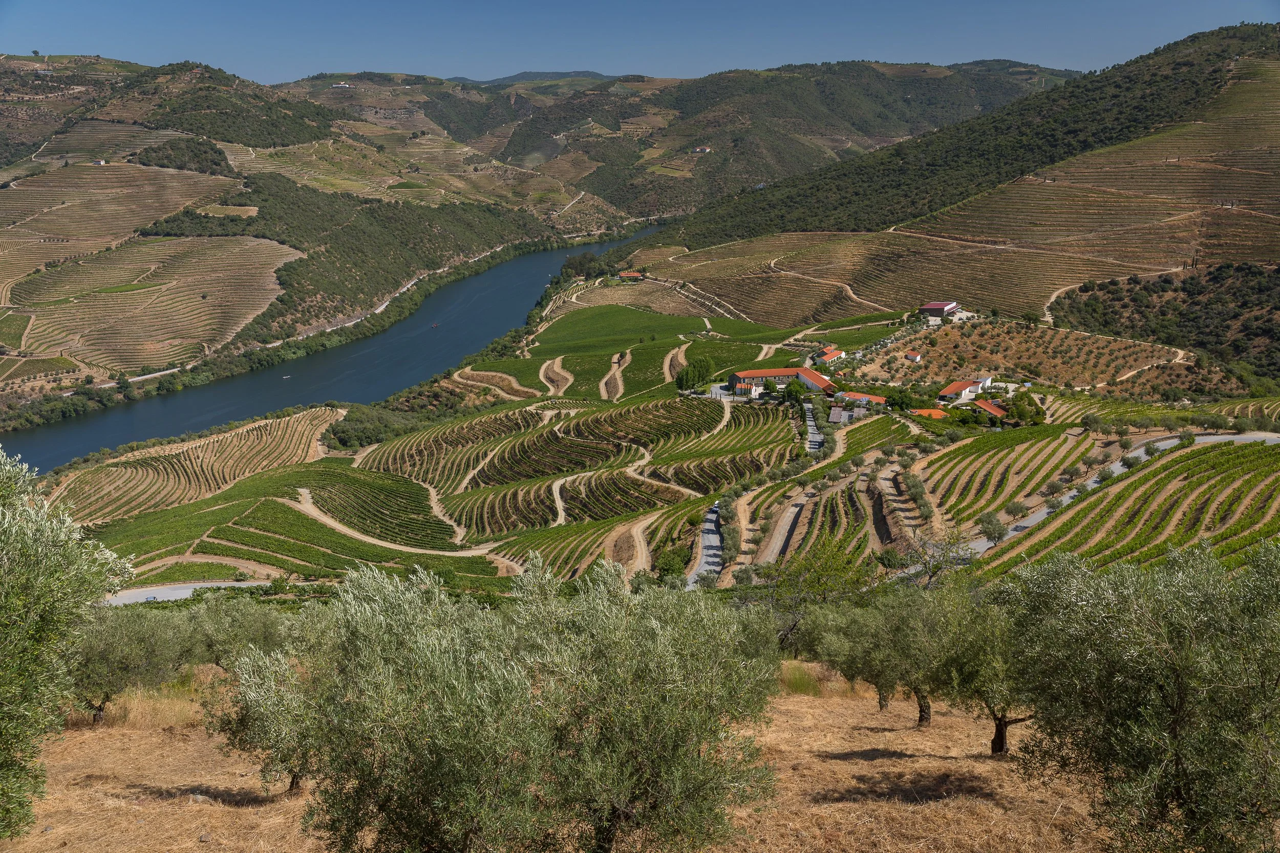 A high view over the Douro Valley, where olive trees, vineyard terraces and the river create a broad pattern through the landscape.