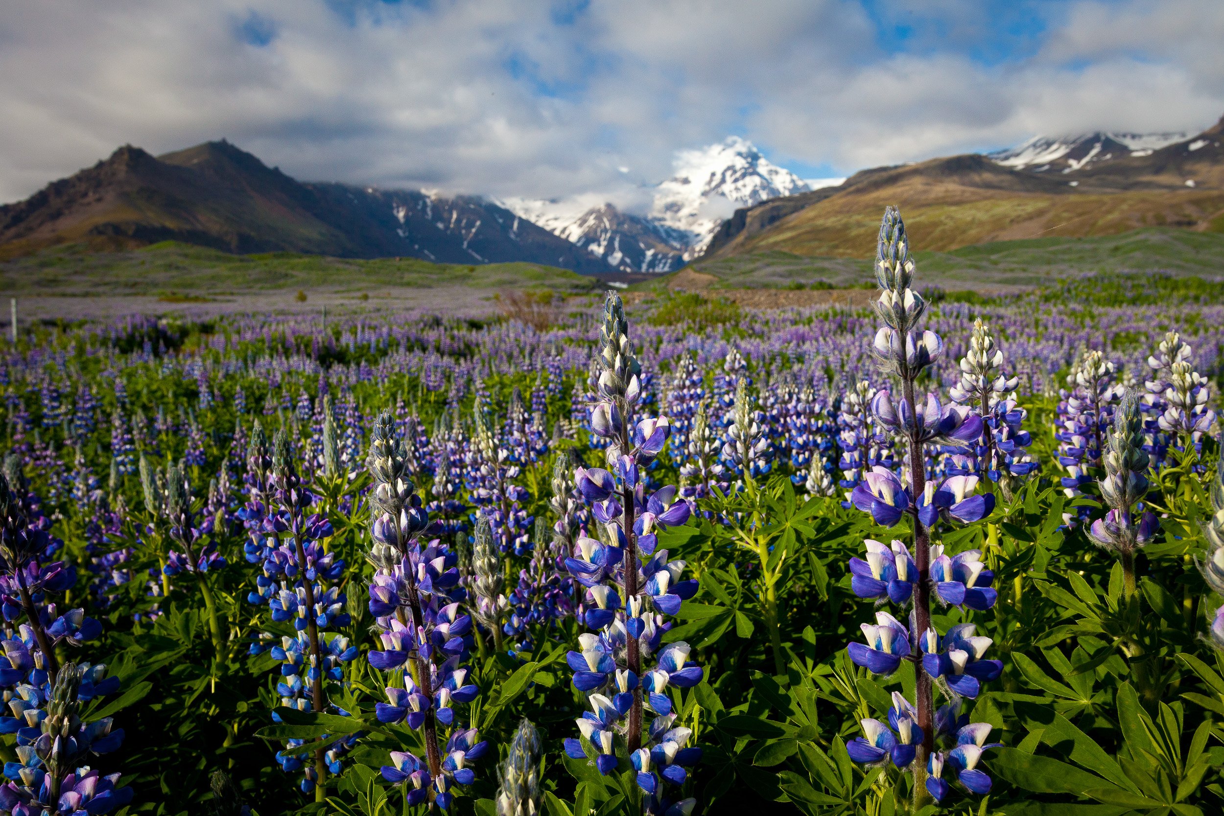 Nootka lupins in bloom, Iceland — violet spires rise from a summer meadow, with dramatic mountains and lingering snow beyond.