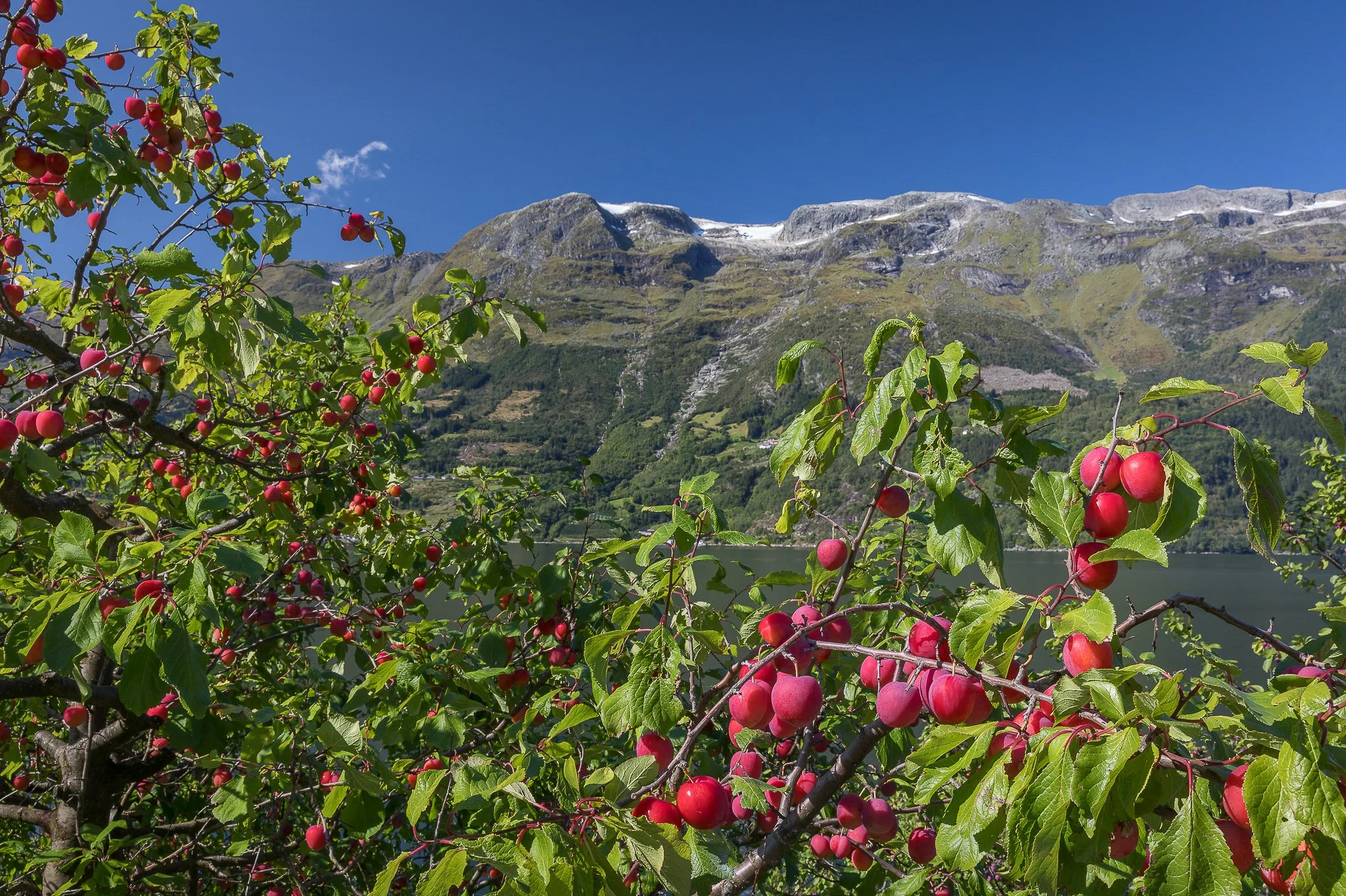 Red apples framing the Hardanger landscape, with orchards, fjord and mountains layered behind.
