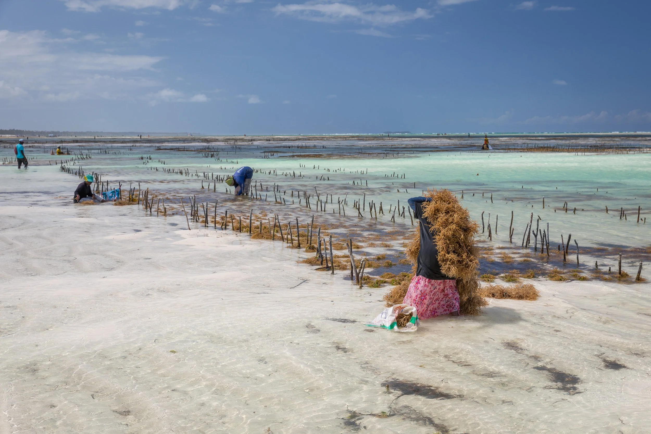 Seaweed farms on the Zanzibar shoreline – rows of stakes and ropes exposed at low tide in the shallow turquoise lagoon, part of the island’s traditional coastal livelihood.