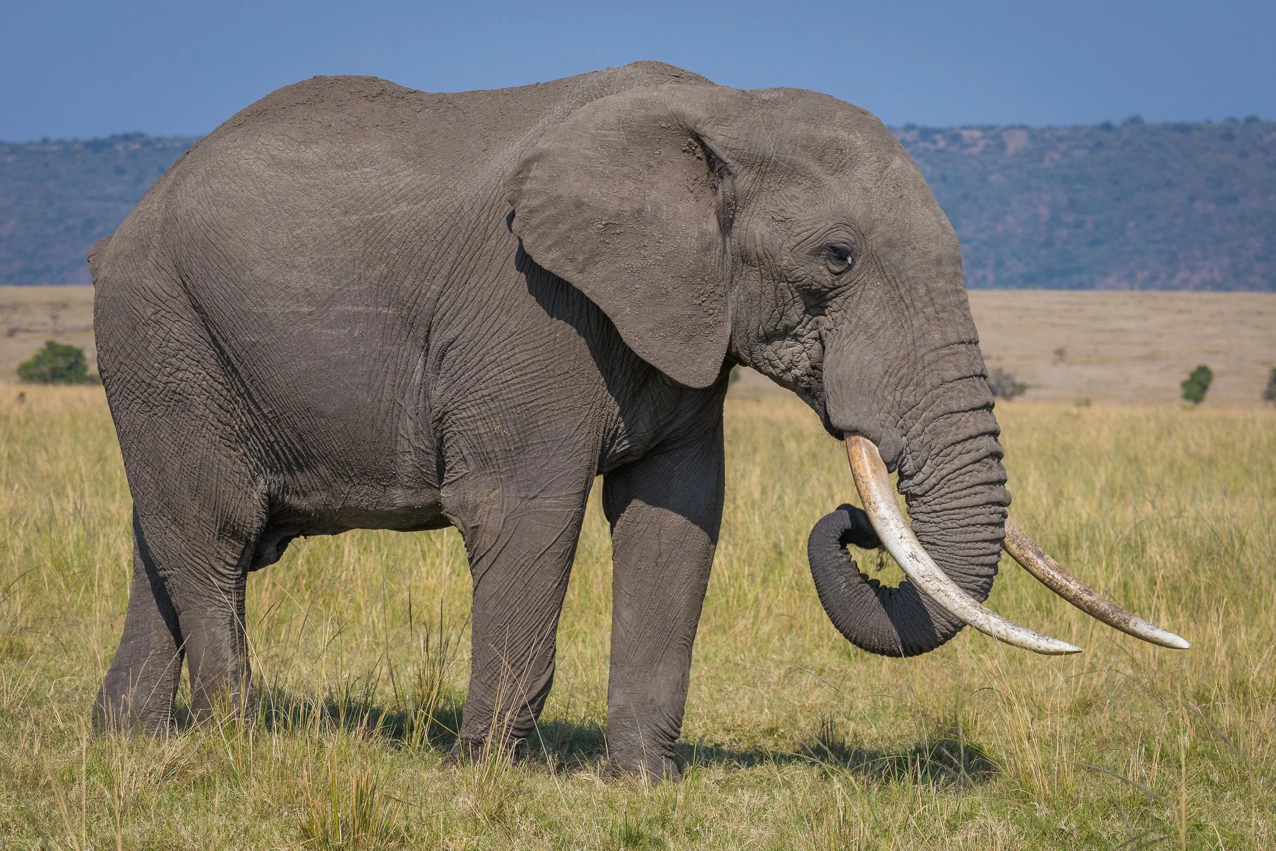 Elephant in Maasai Mara National Reserve, Kenya