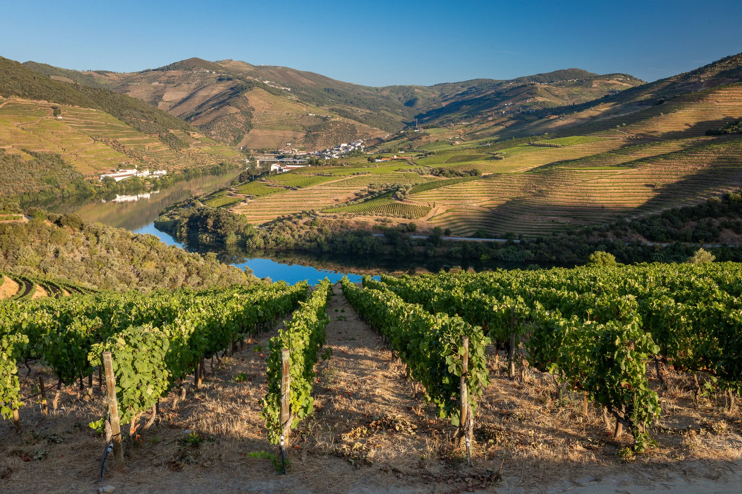 Evening light falls across vineyard rows above the Douro River, bringing warm colour and long shadows to the valley.
