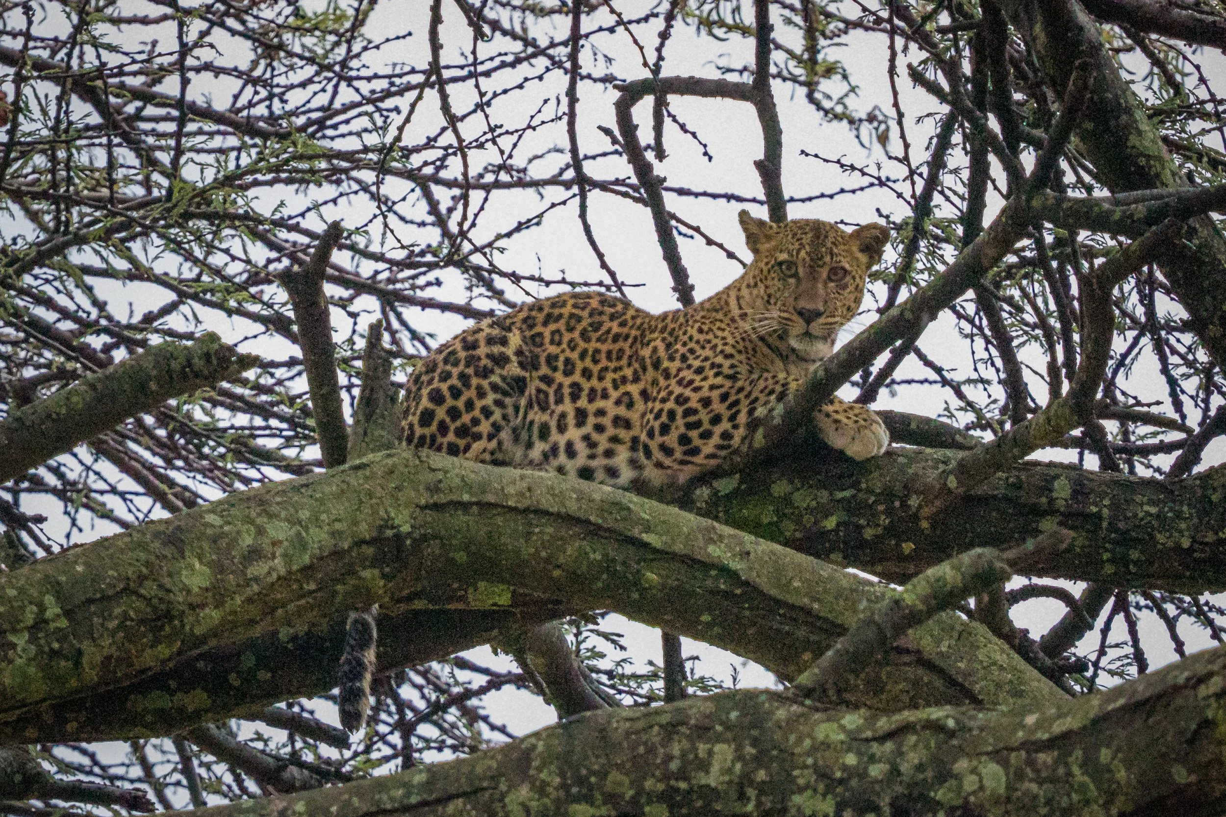 Leopard in Maasai Mara National Reserve, Kenya – elusive big cat resting in the shade, perfectly camouflaged among branches.
