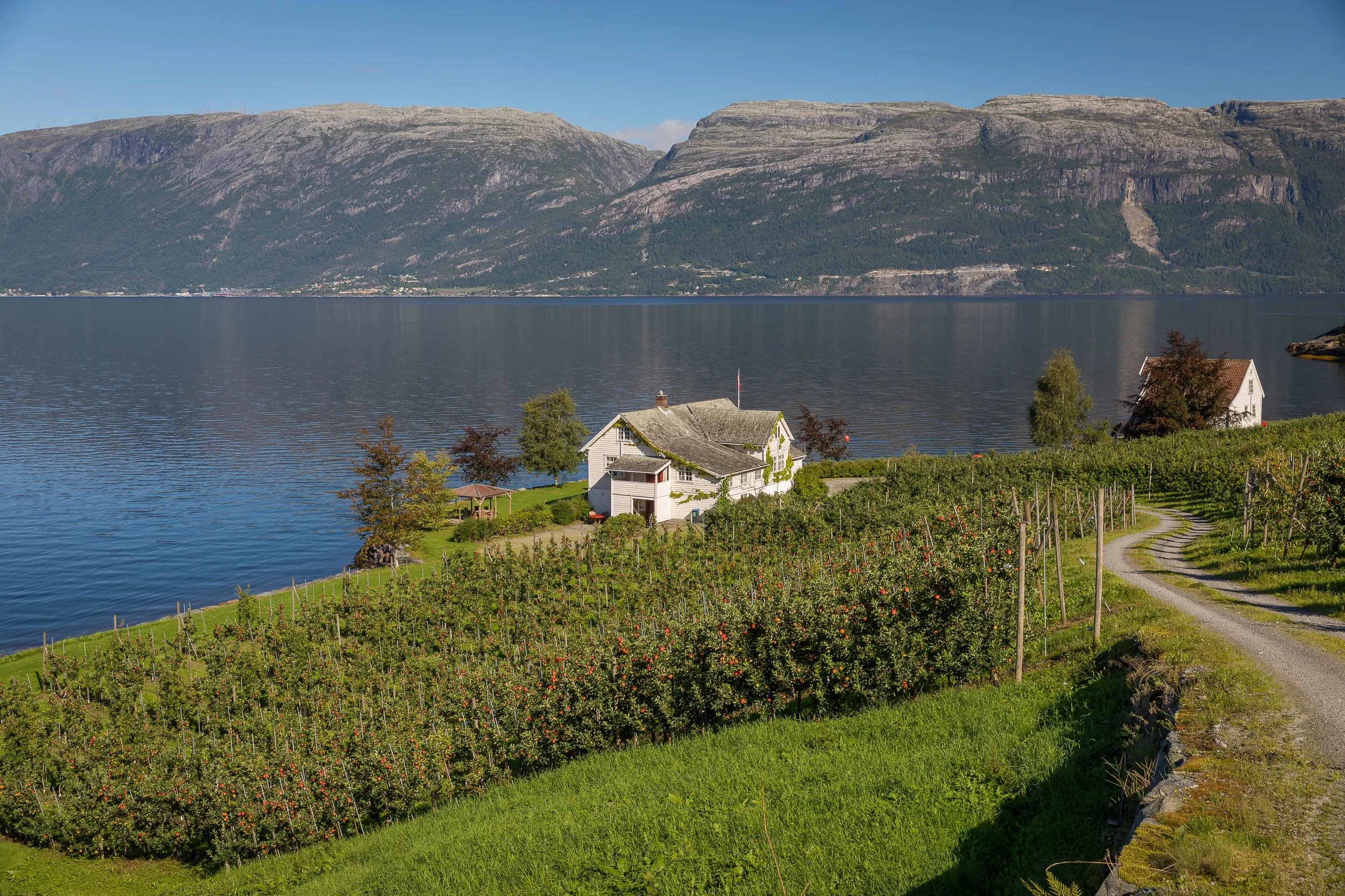 A fruit farm above the Hardangerfjord, where apple rows descend toward the water and mountains beyond.